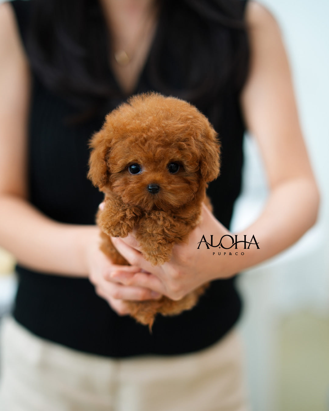 Finn [TEACUP POODLE]