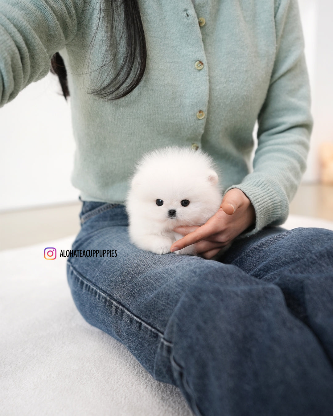 Mori [POMERANIA TAZA DE TÉ]