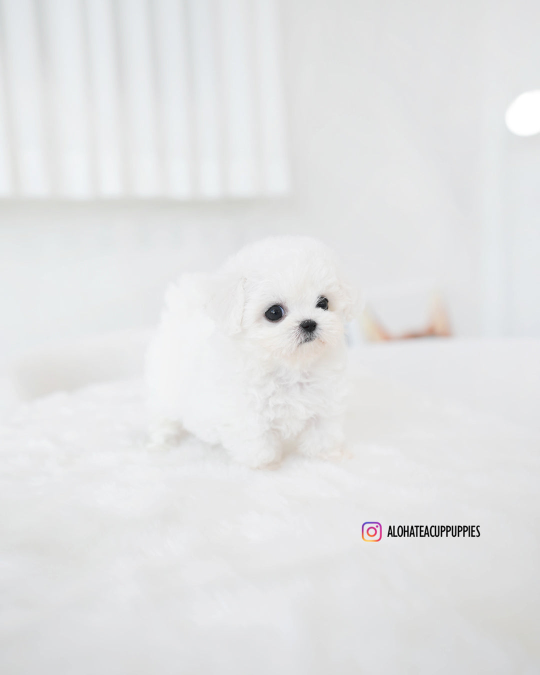 Lumi [TEACUP BICHON]