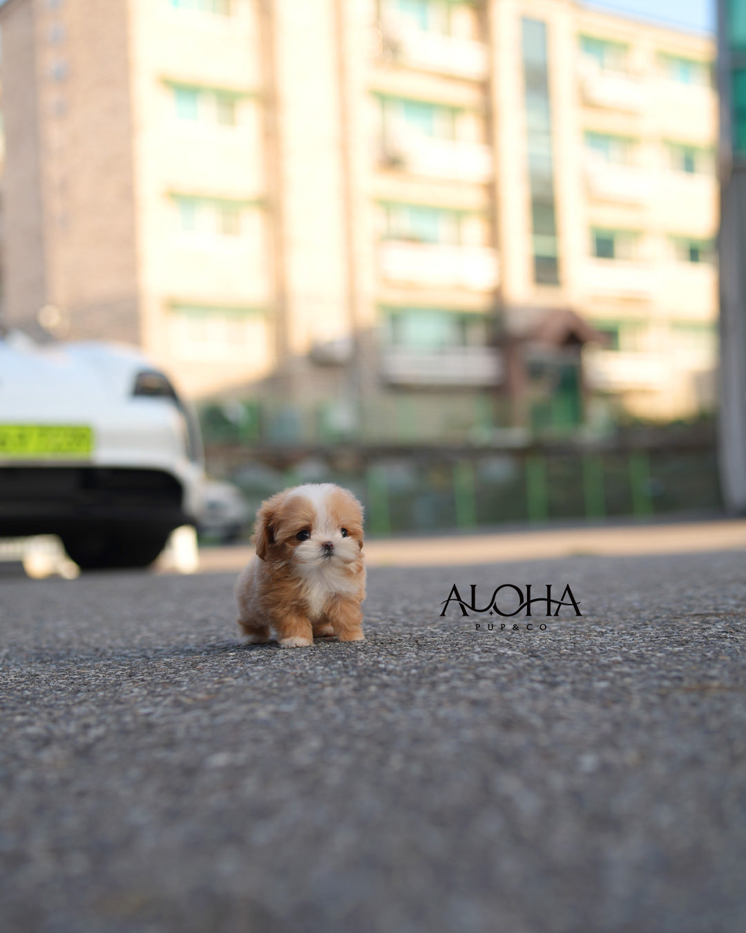 Iris [TEACUP MALTIPOO]