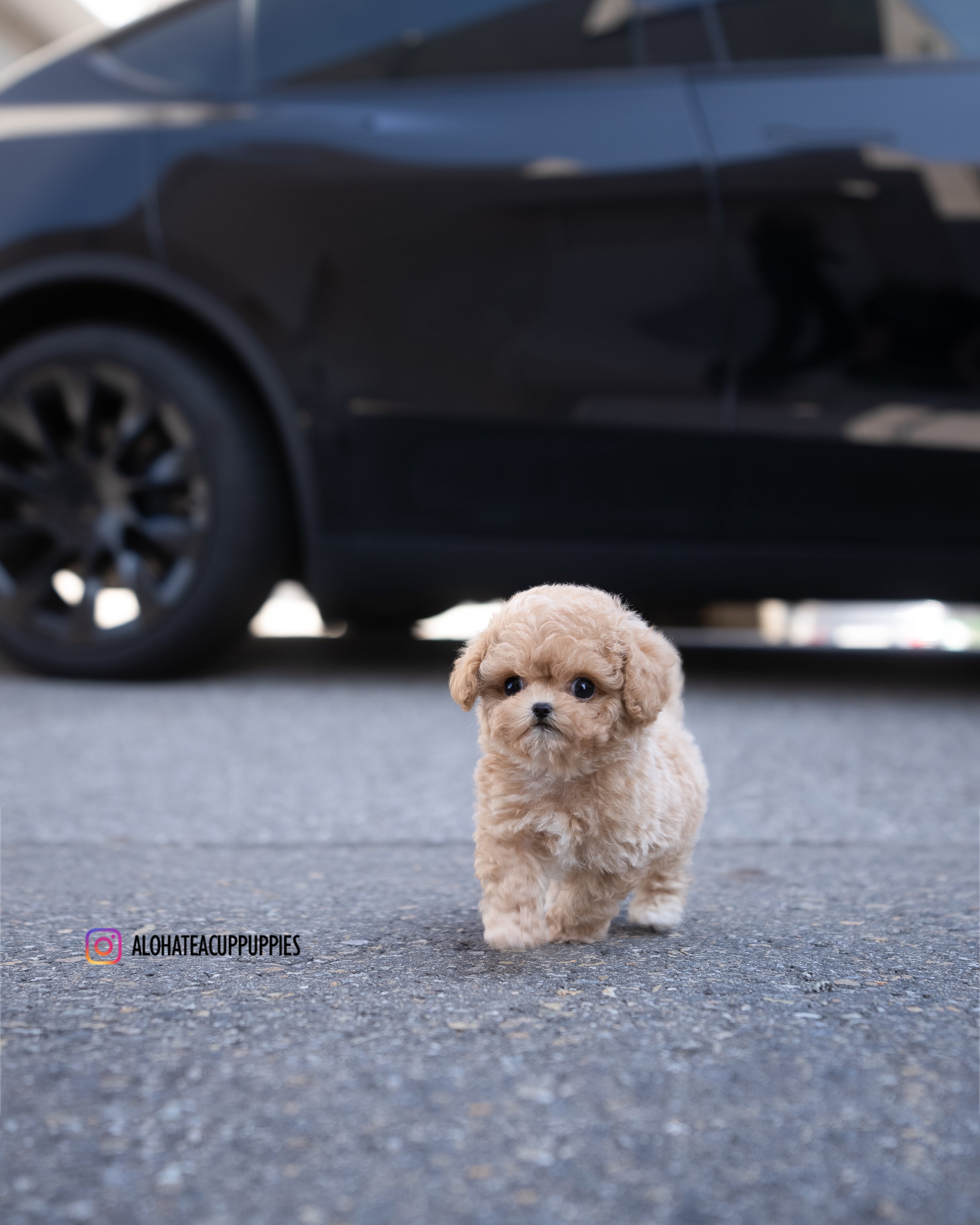 Eris [TEACUP MALTIPOO]