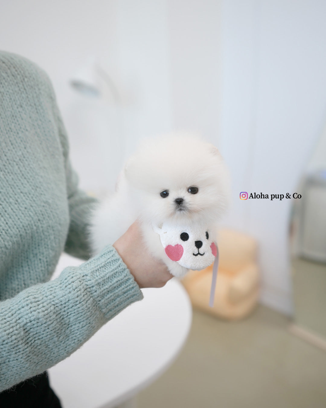 Emily [POMERANIA TAZA DE TÉ]