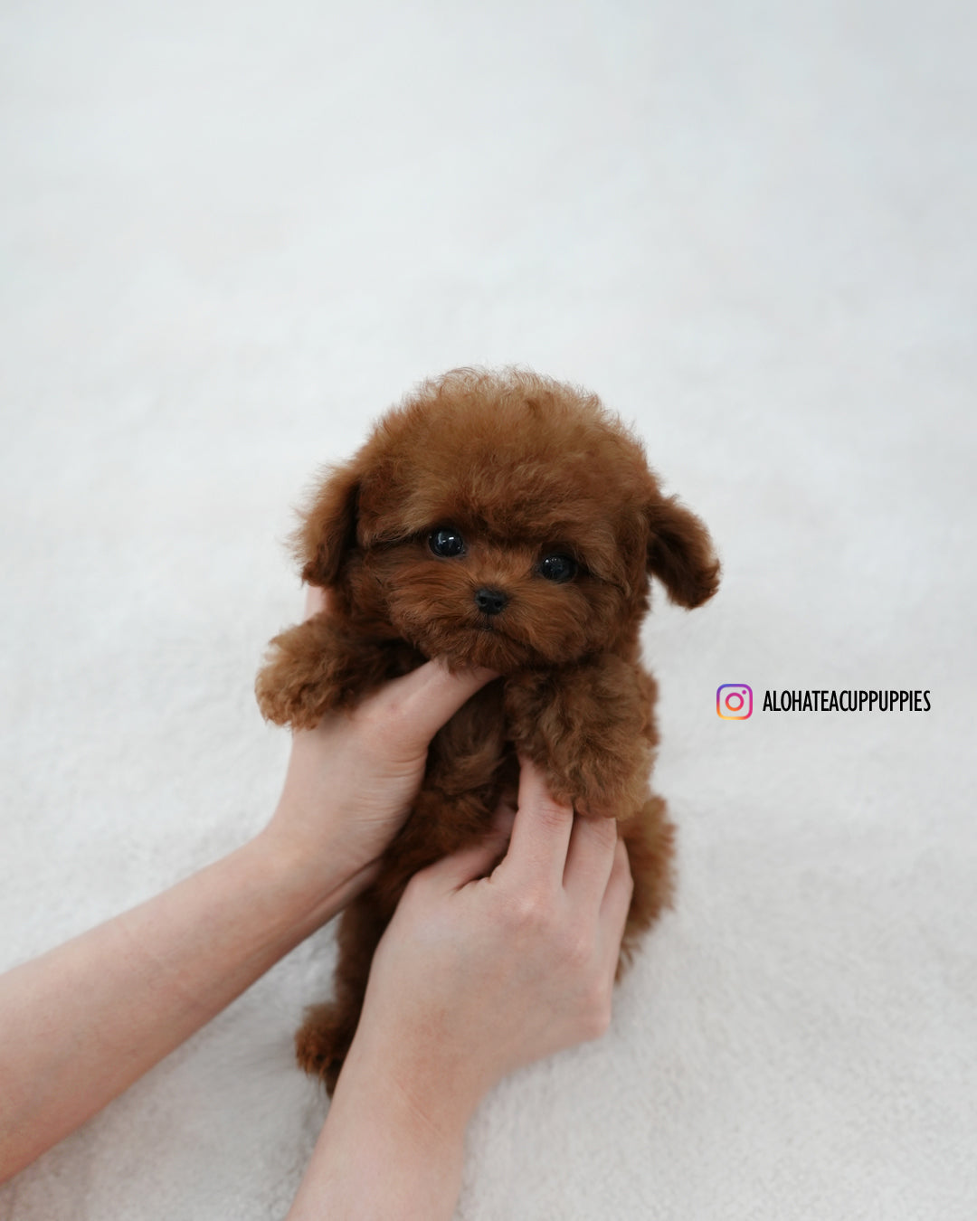 Tino [TEACUP POODLE]