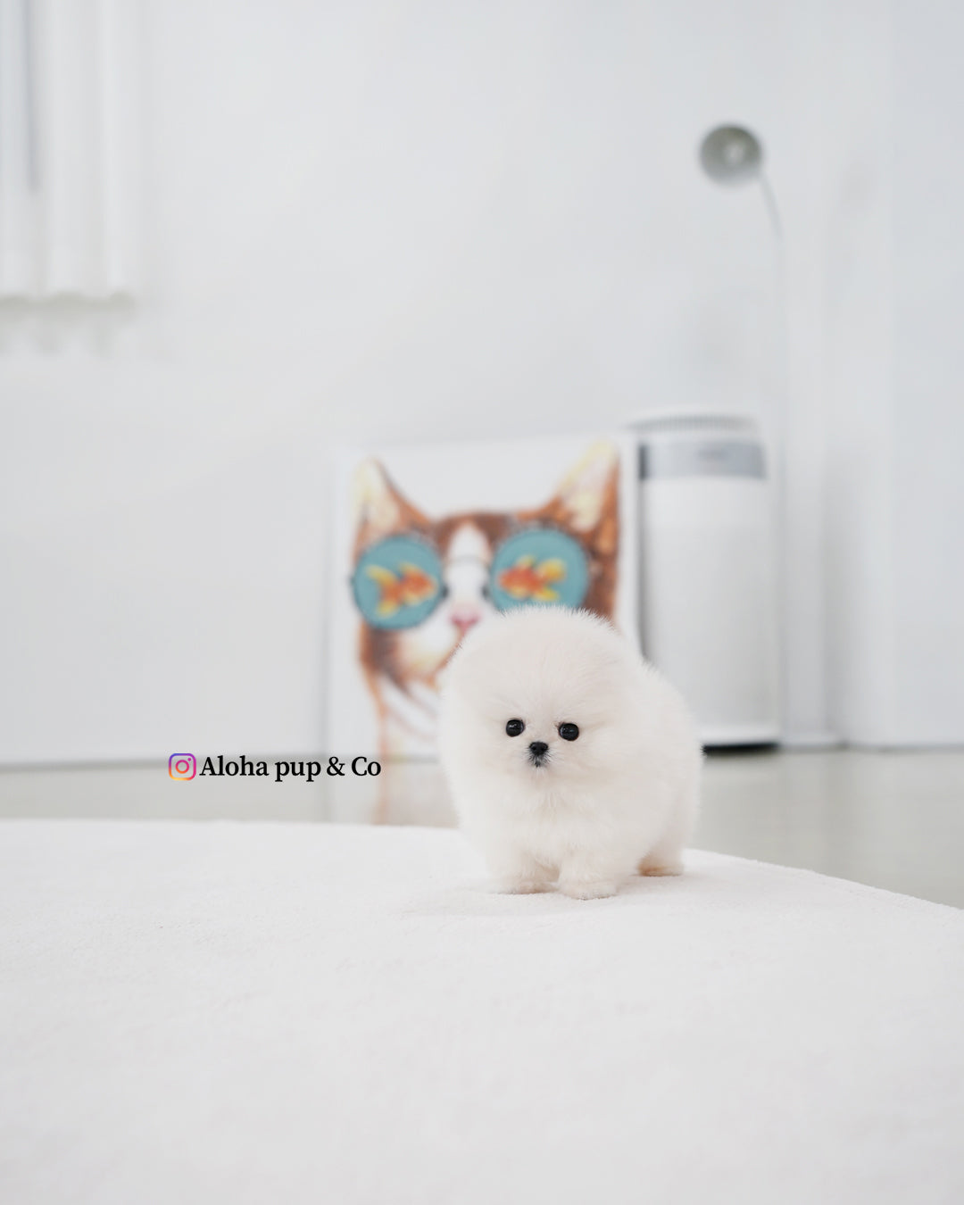 Kiara [POMERANIA TAZA DE TÉ]