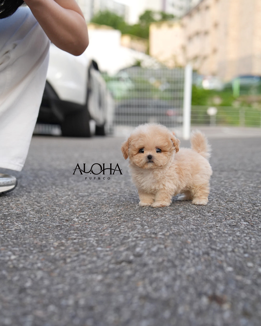 Brick [TEACUP MALTIPOO]