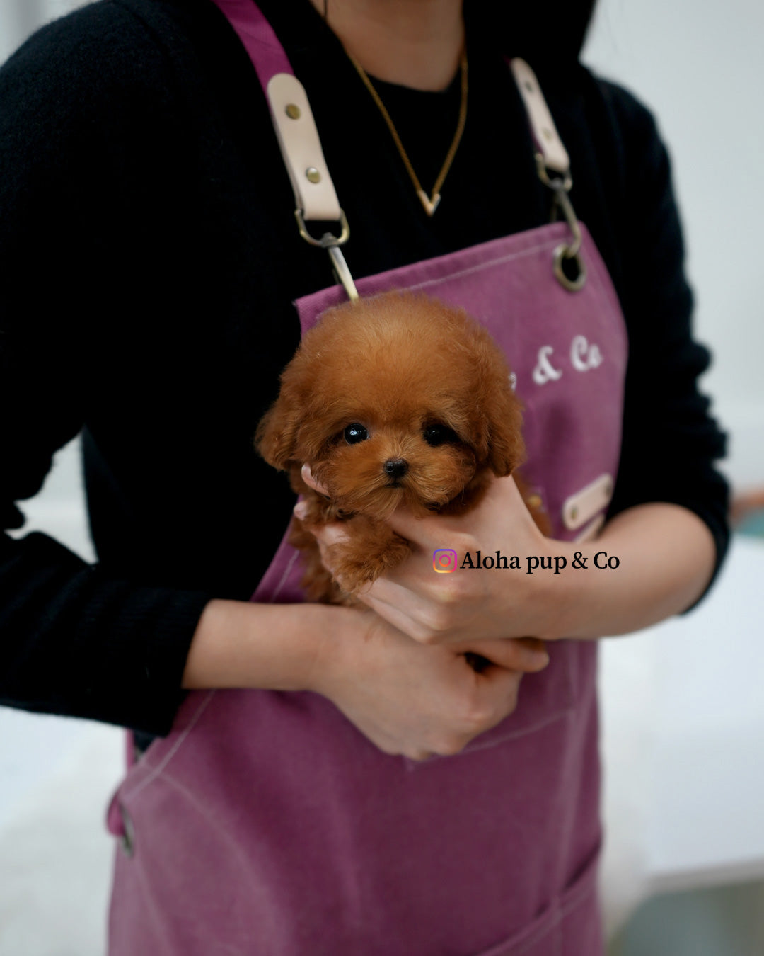 Theo [TEACUP POODLE]