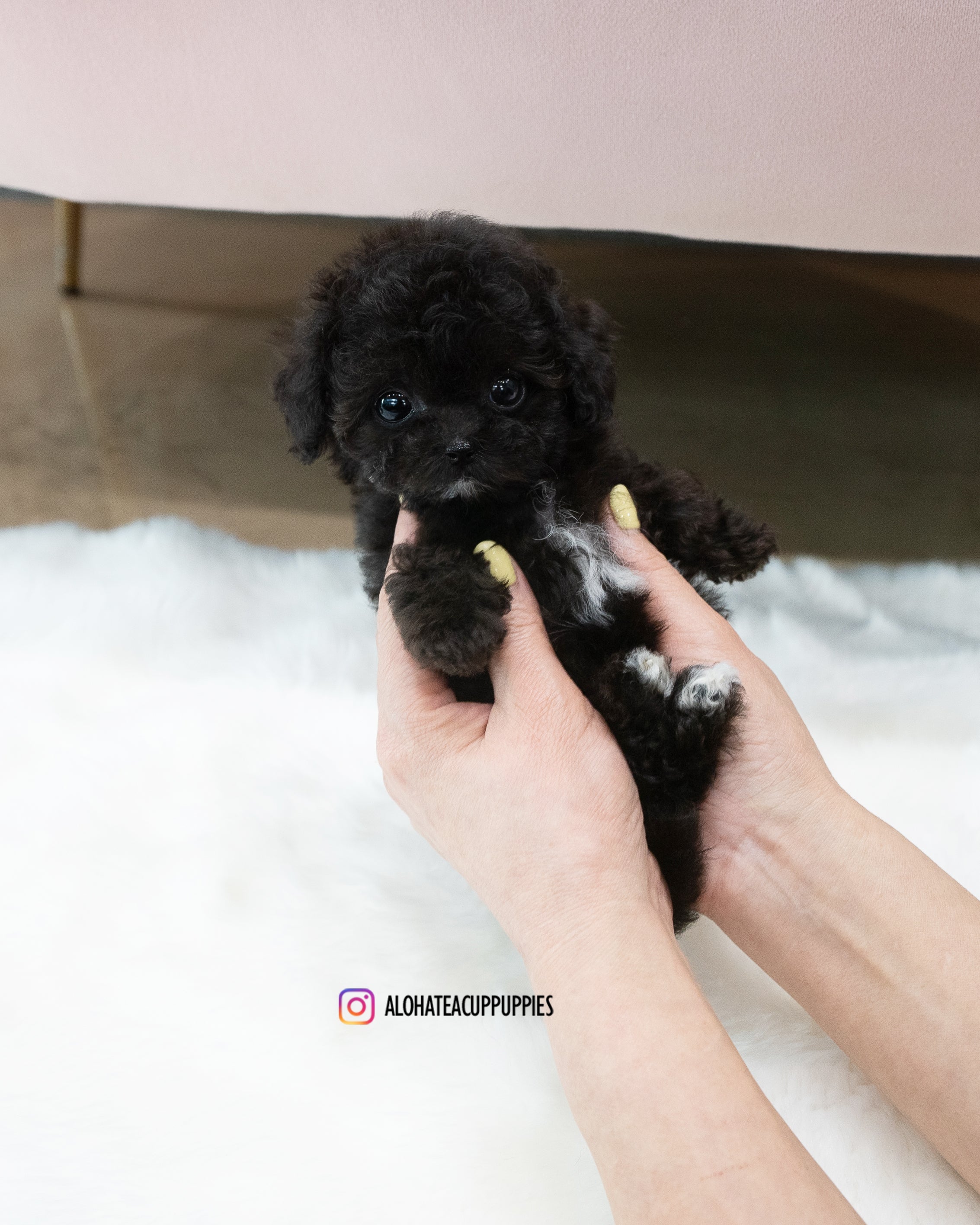 KAI [TEACUP POODLE]