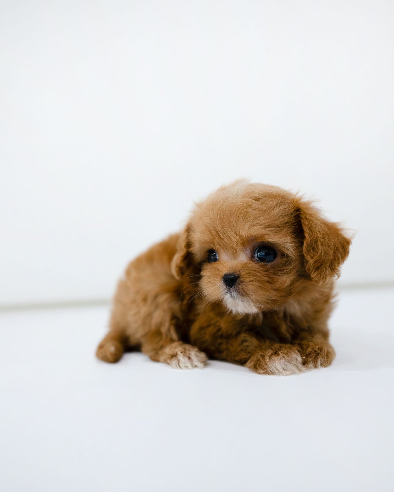 Cole [TEACUP MALTIPOO]