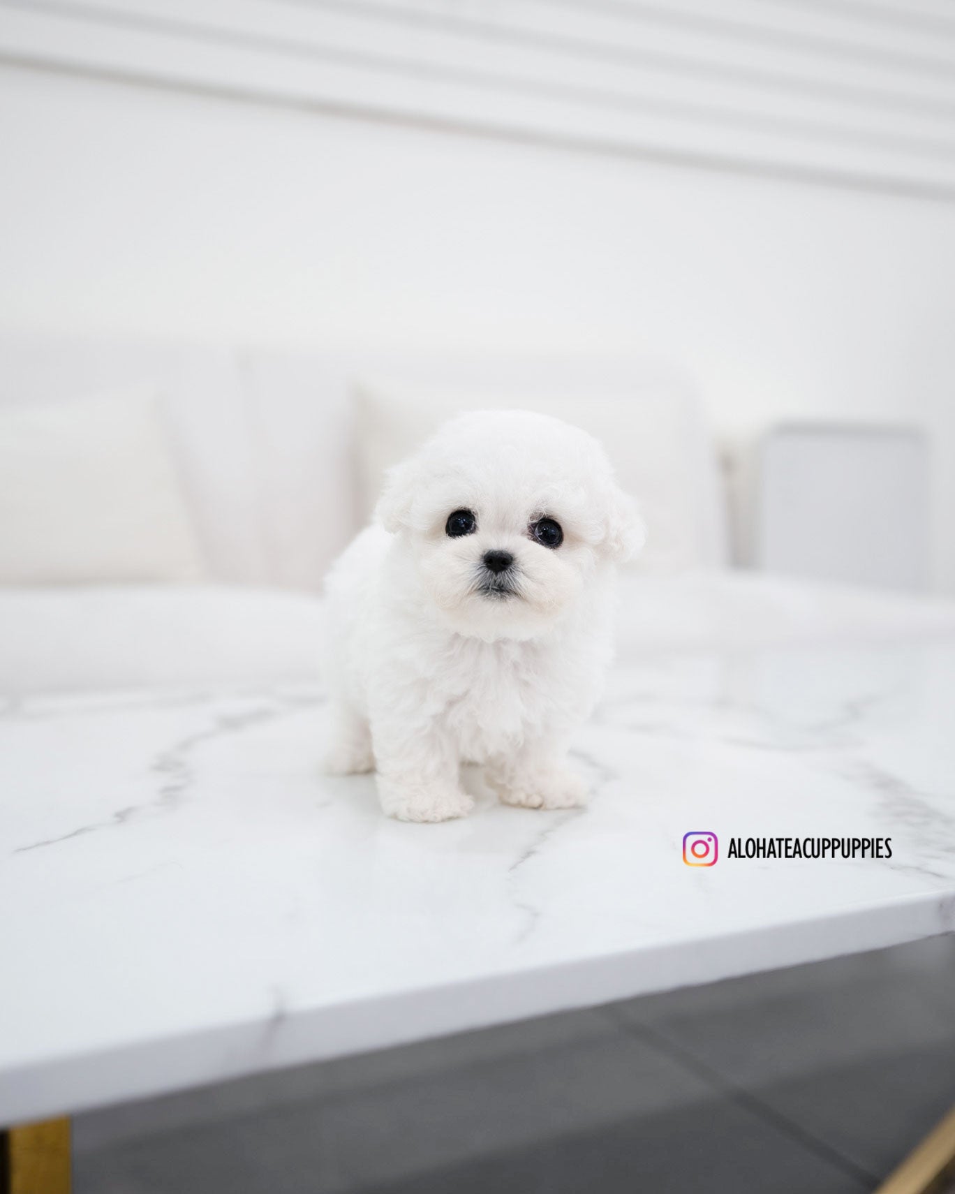 Vida [TEACUP BICHON]