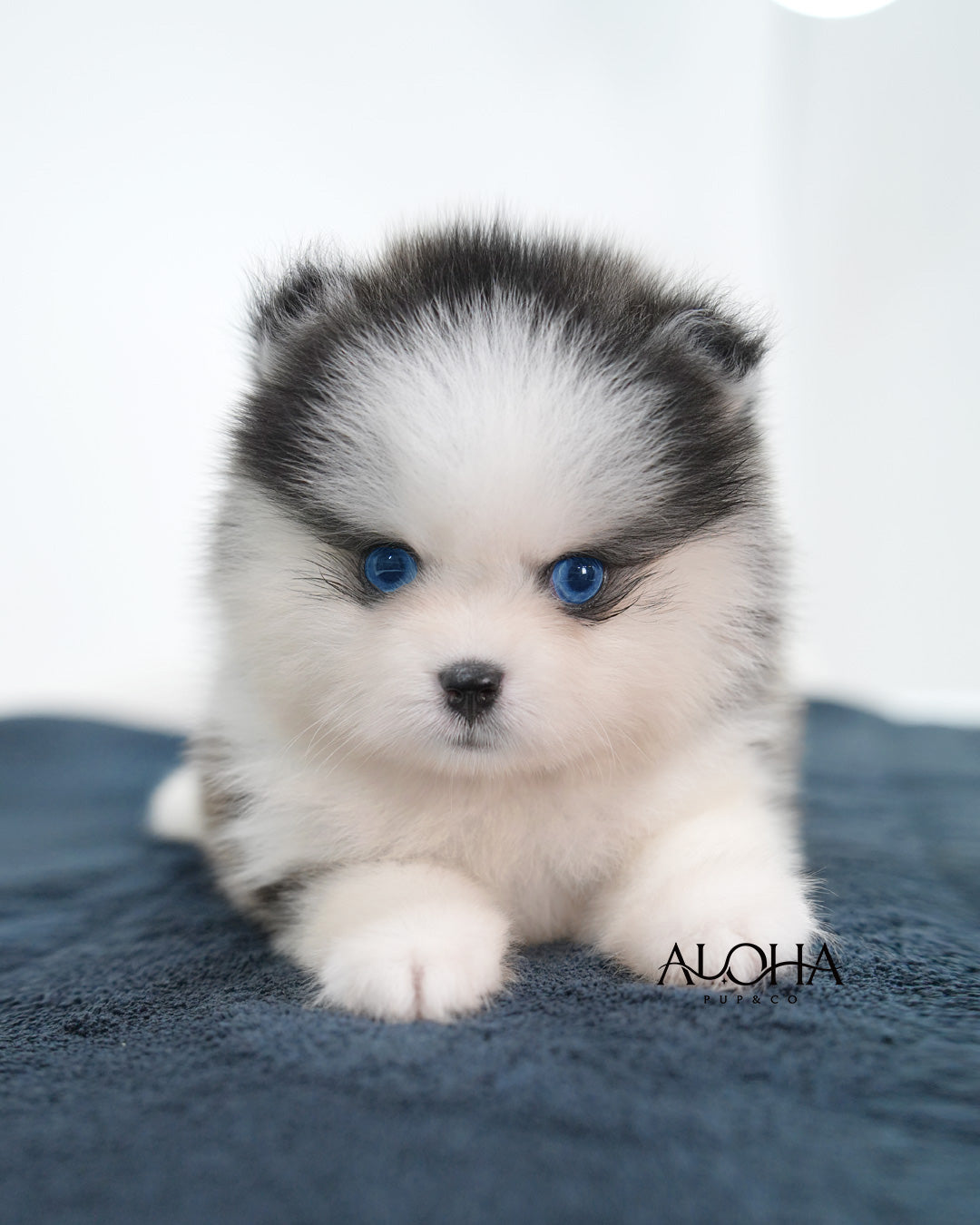 Avie [Mini POMSKY]