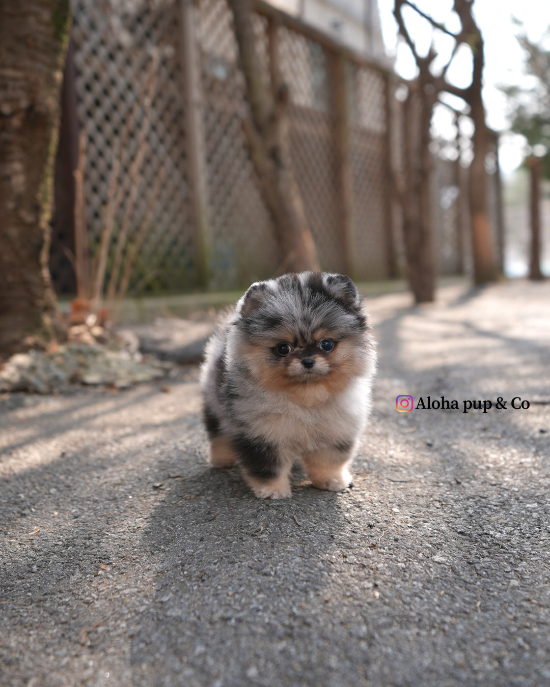 Enzo [POMERANIA TAZA DE TÉ]