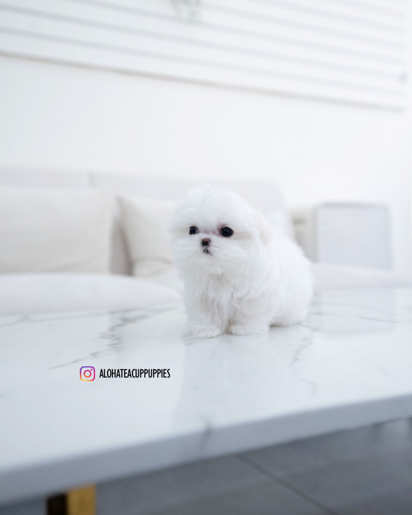 Helen [TEACUP MALTESE]