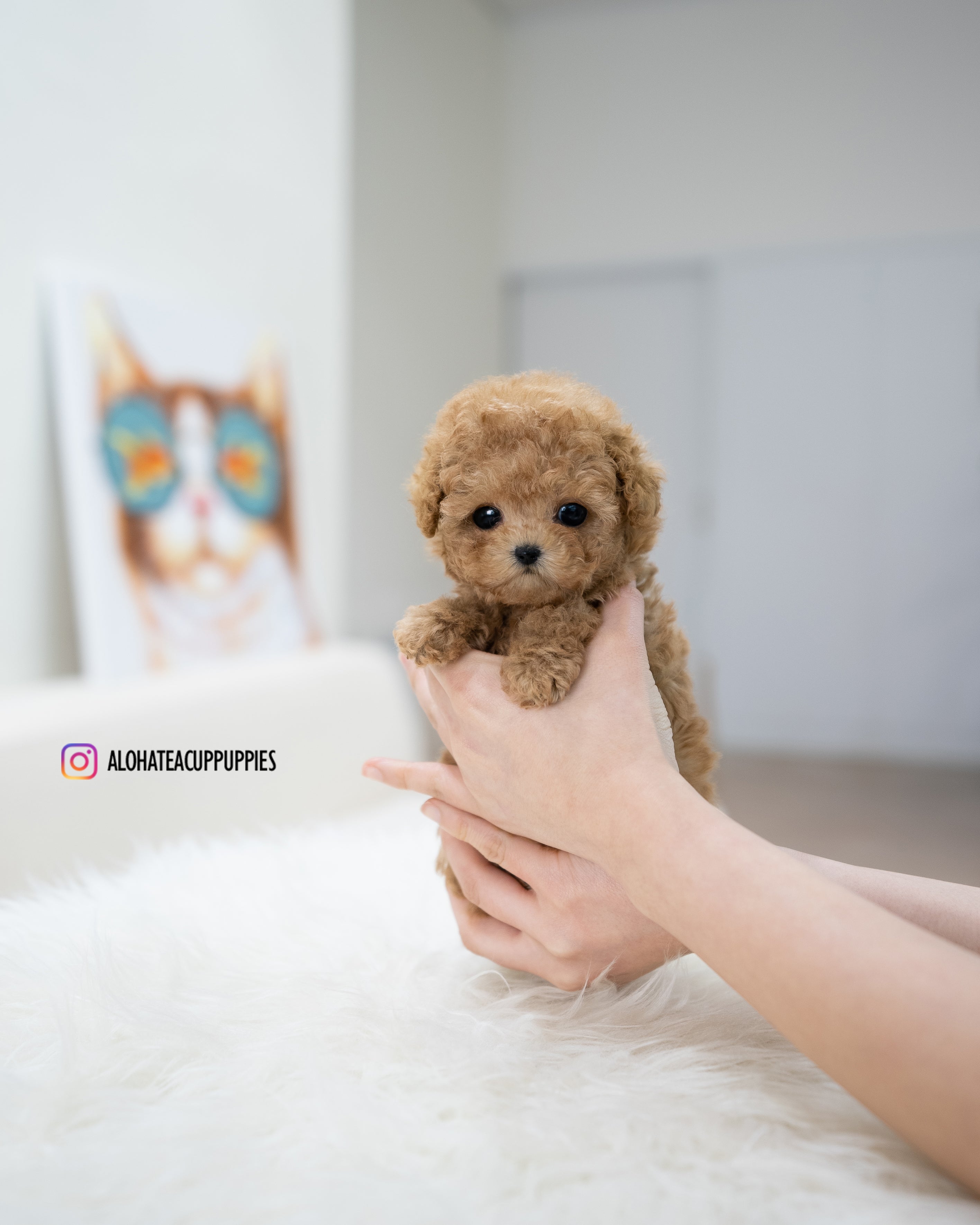 Waffle [TEACUP POODLE]