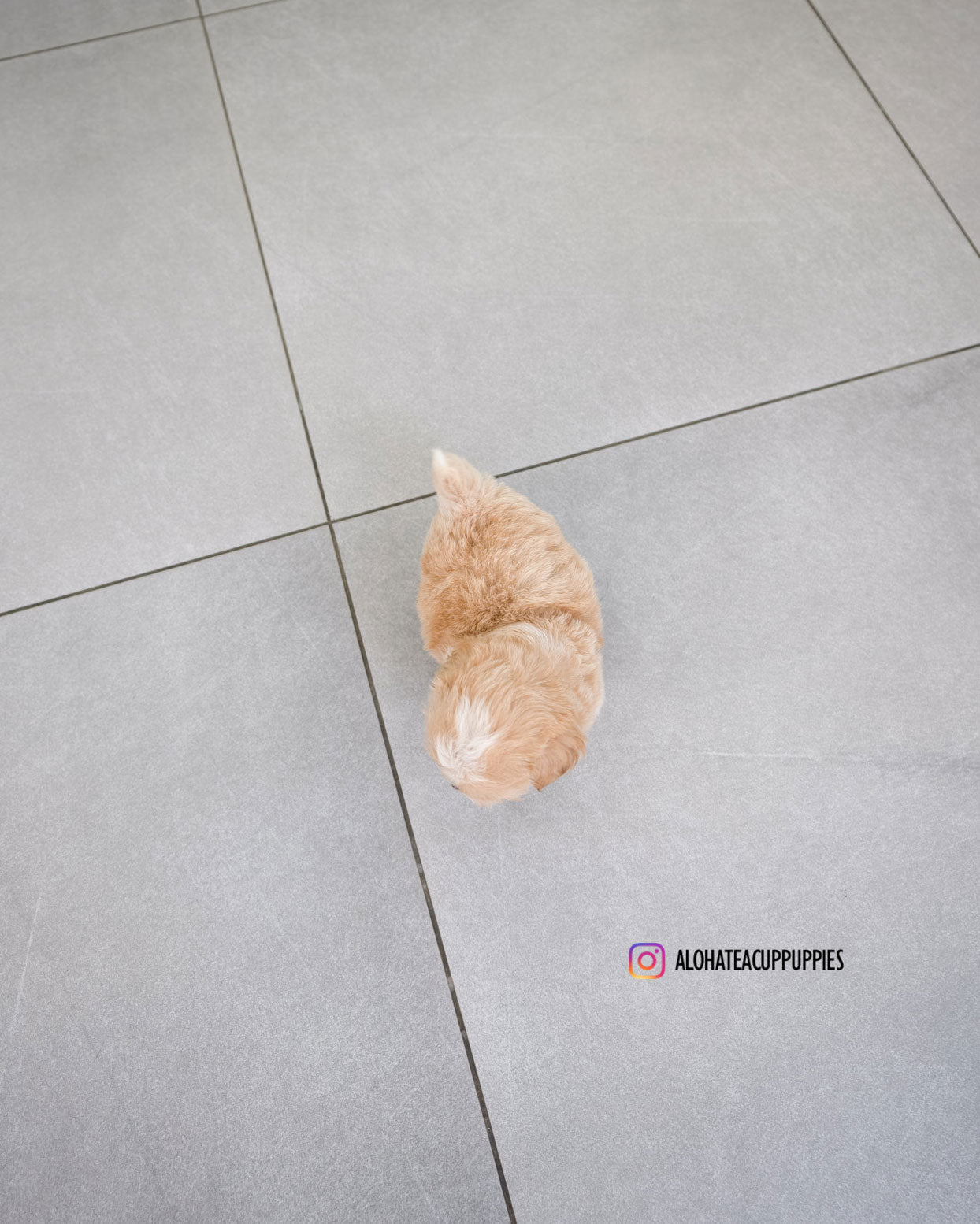 Mac [TEACUP MALTIPOO]