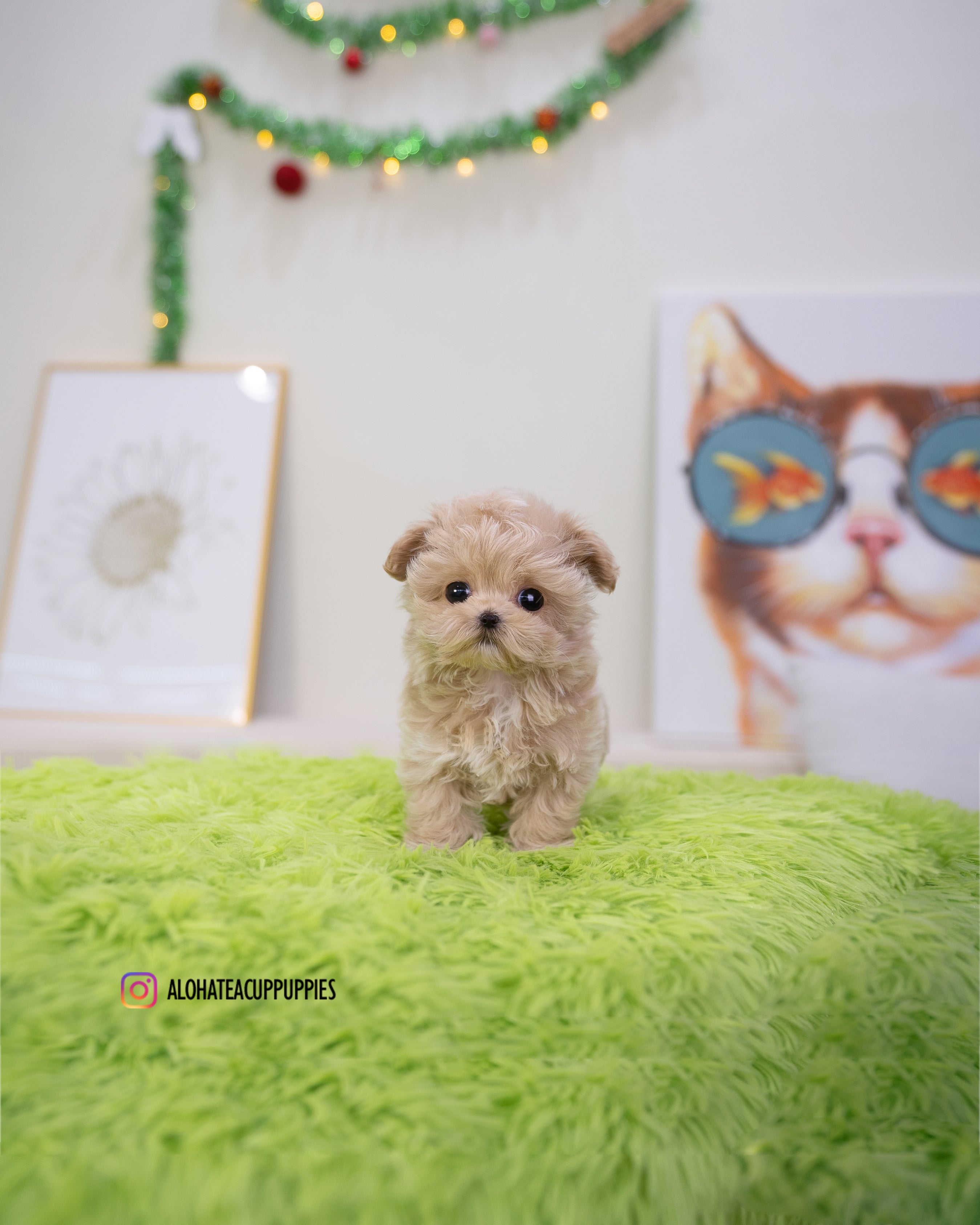 Nico [TEACUP MALTIPOO]
