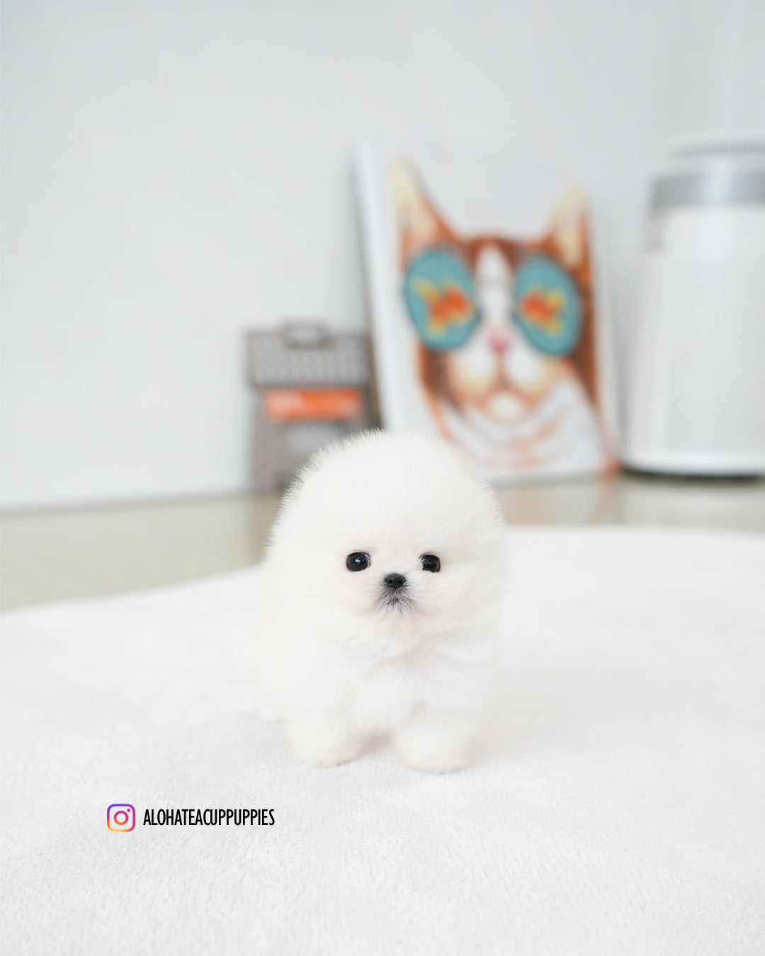 Iona [POMERANIA TAZA DE TÉ]