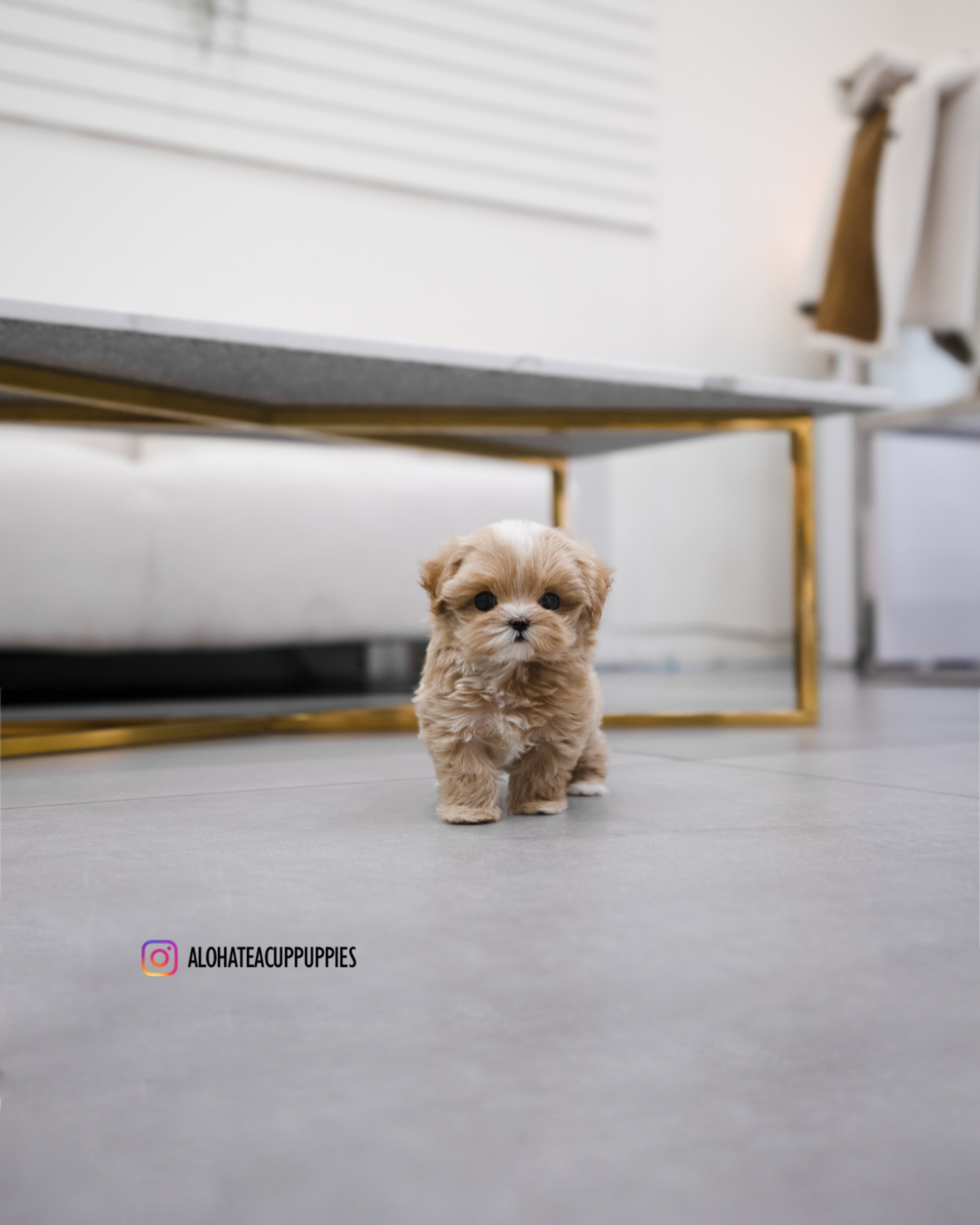 Apple [TEACUP MALTIPOO]