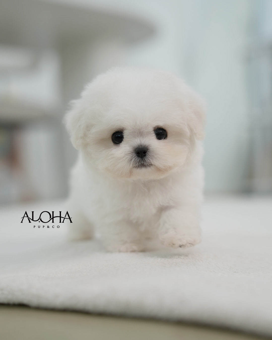 Bubble [TEACUP BICHON Frise]
