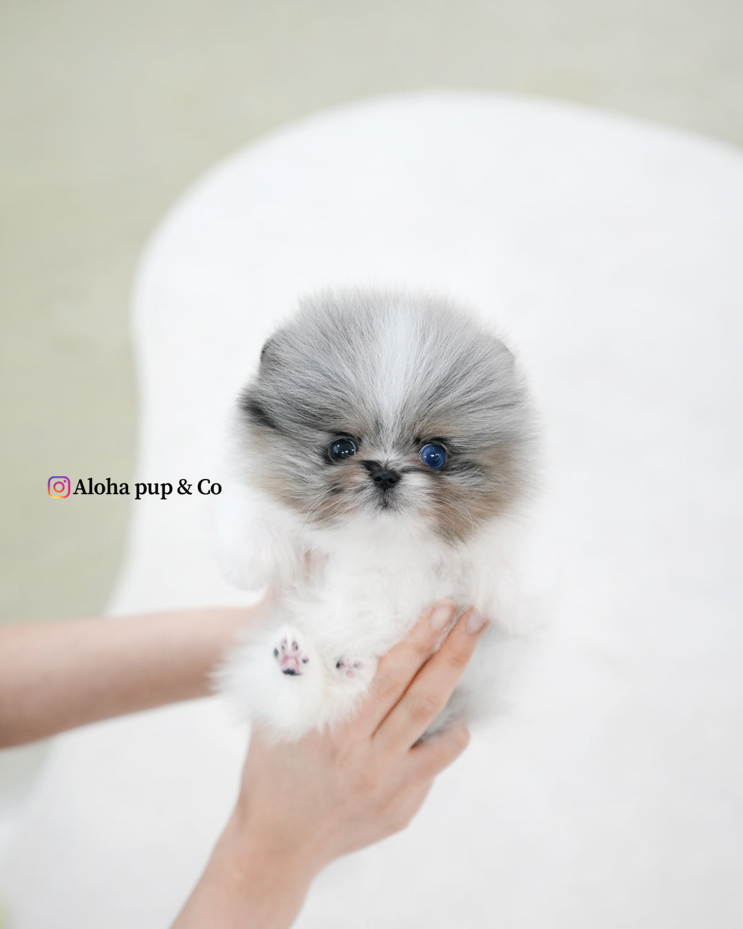 Lior [POMERANIA TAZA DE TÉ]