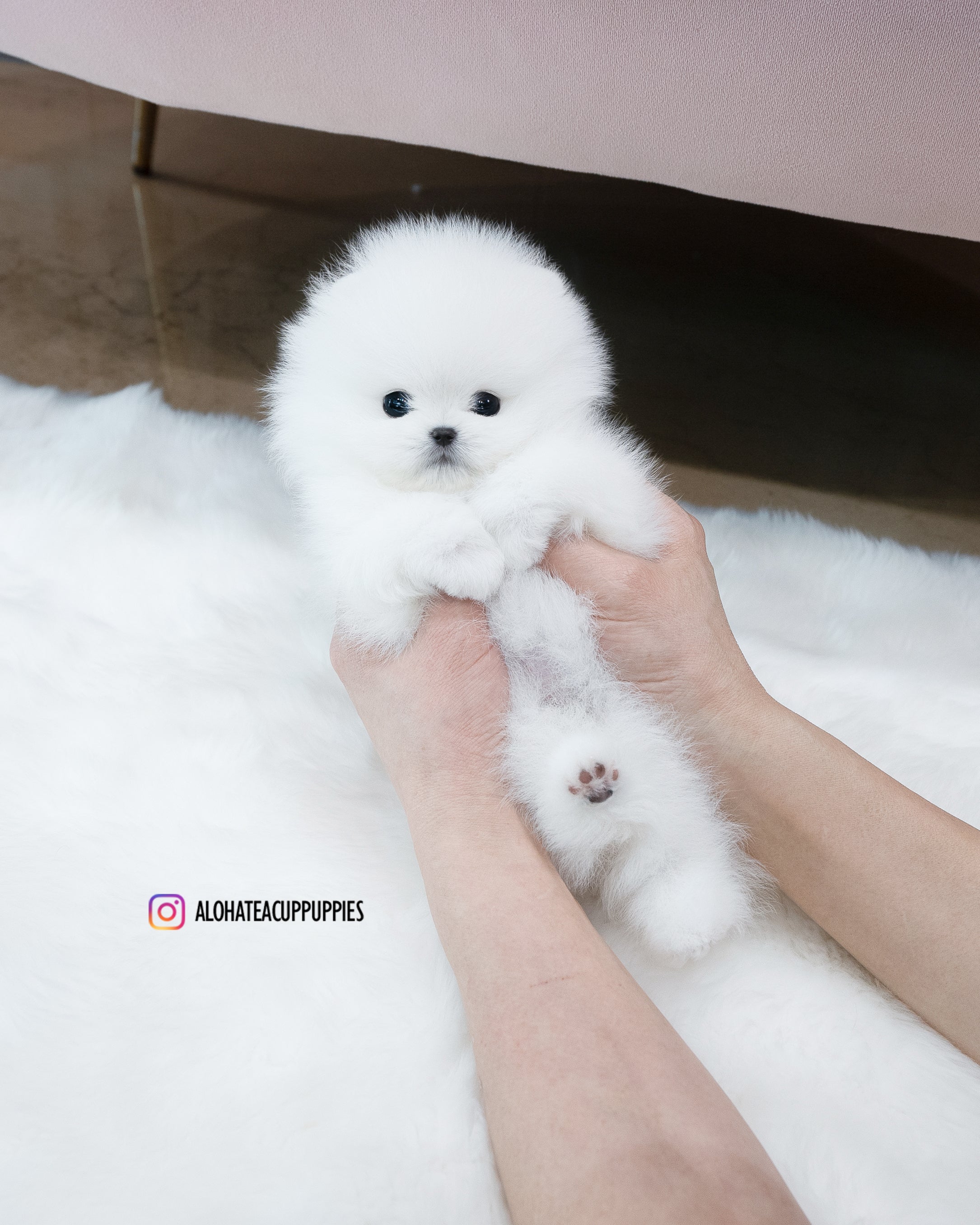 Leche [POMERANIA TAZA DE TÉ]