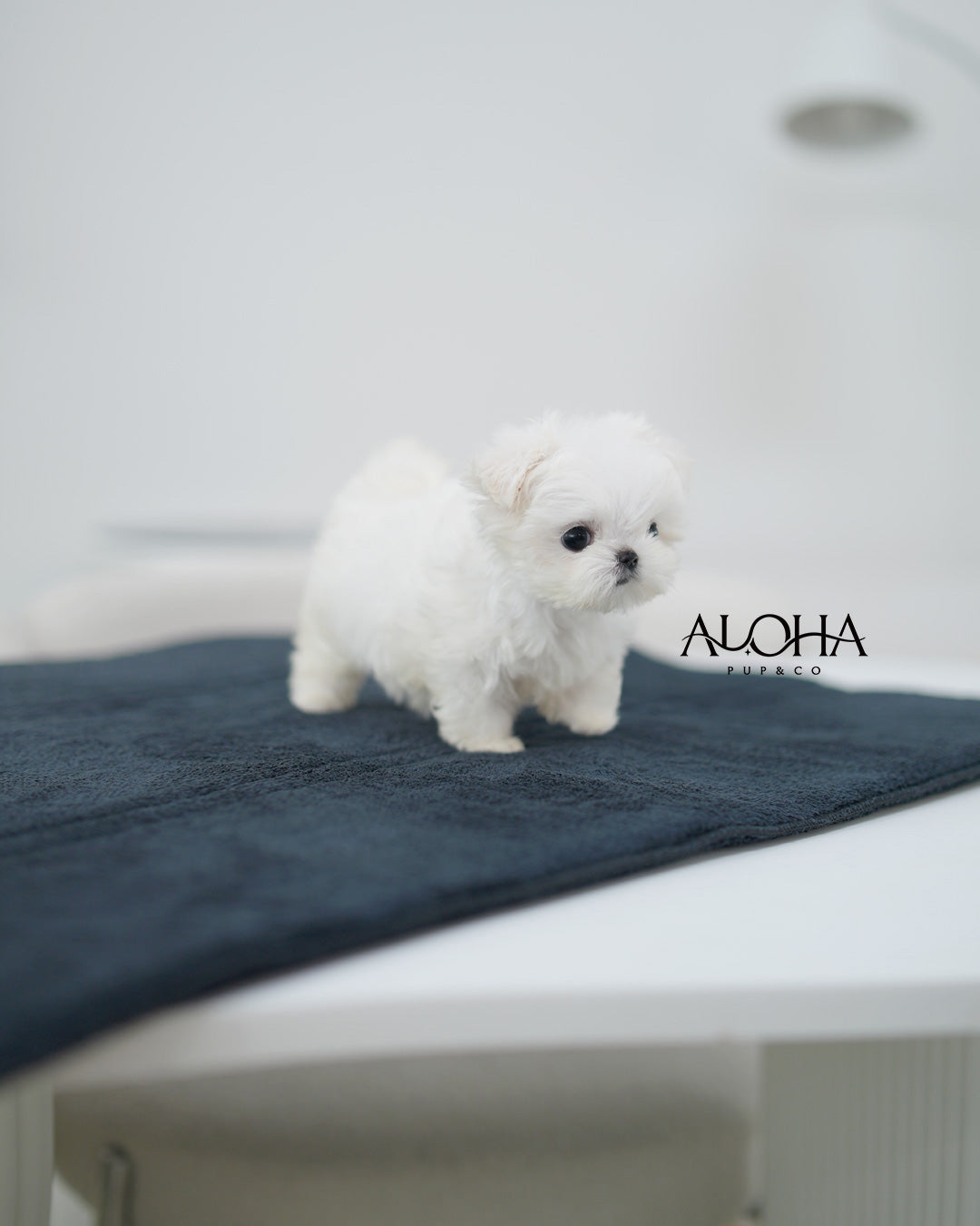 Demi [TEACUP Maltese]
