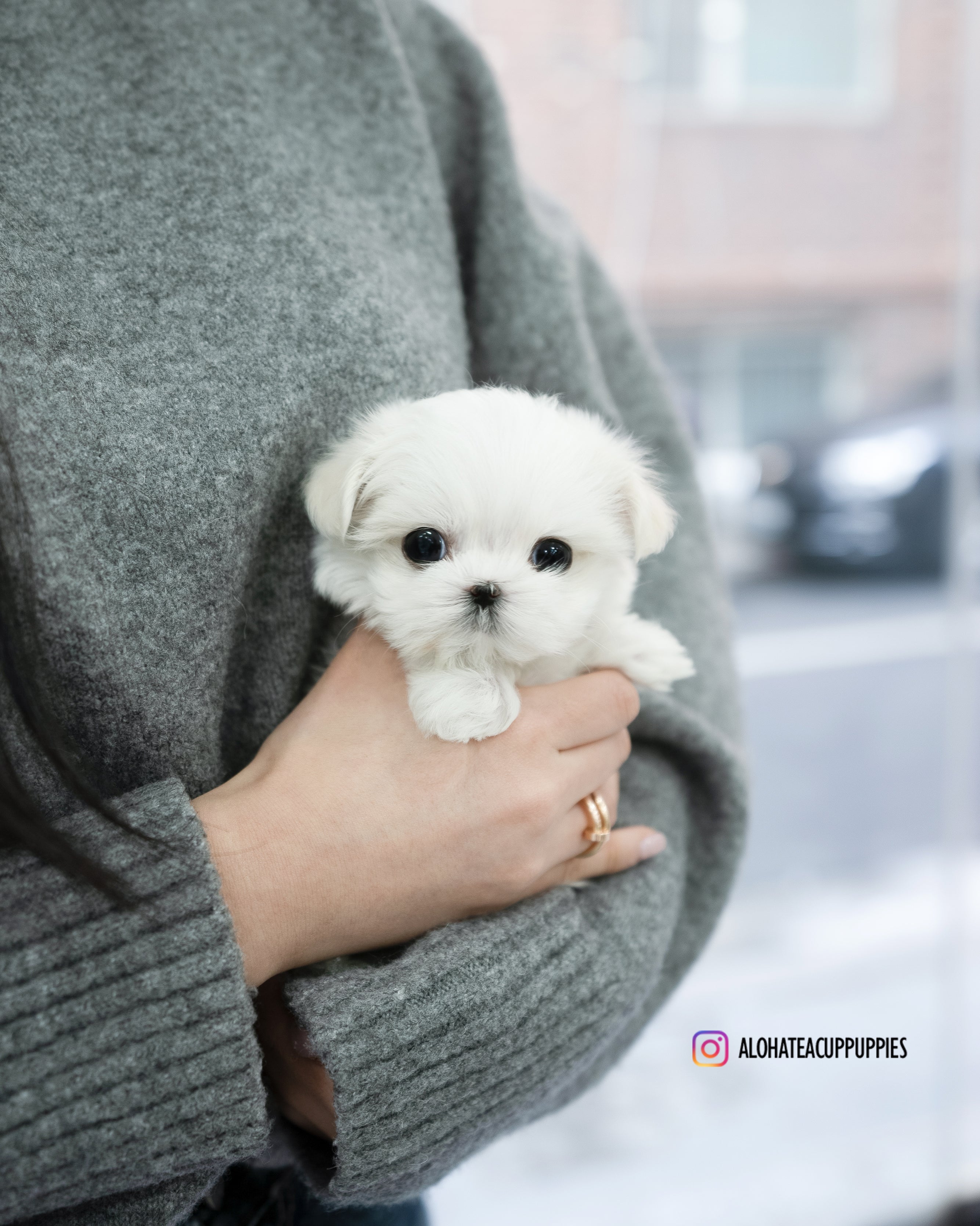 Ivy [TEACUP MALTESE]