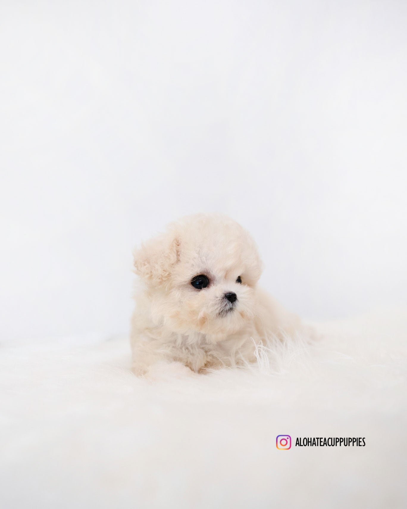 Zoey [TEACUP MALTIPOO]