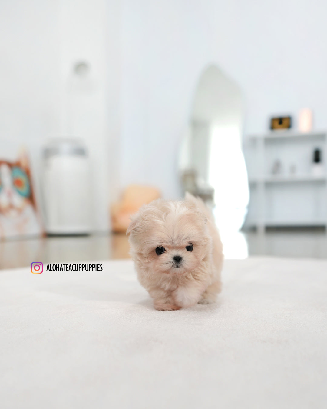 Lily [TEACUP MALTIPOO]
