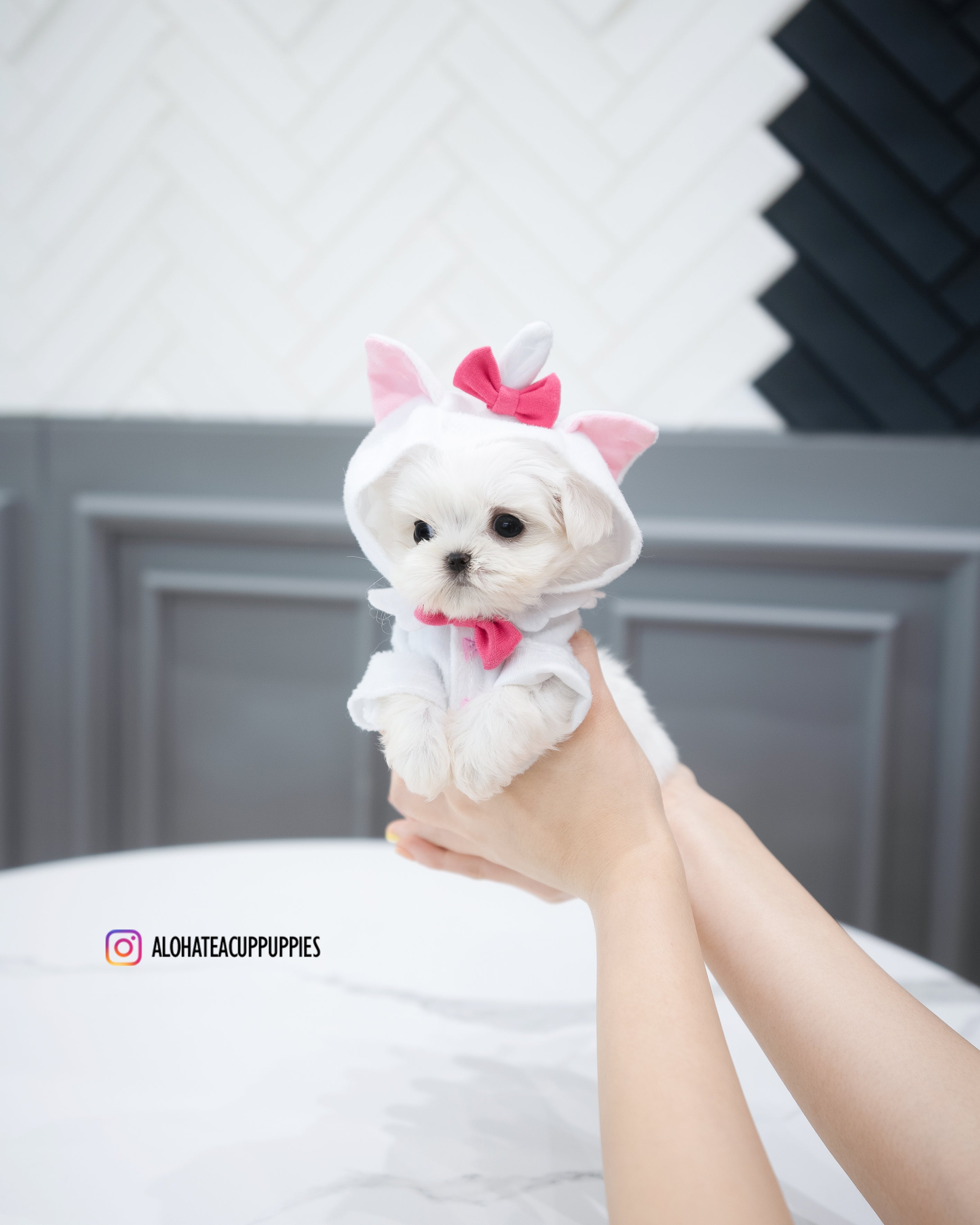 cotton [TEACUP MALTESE]