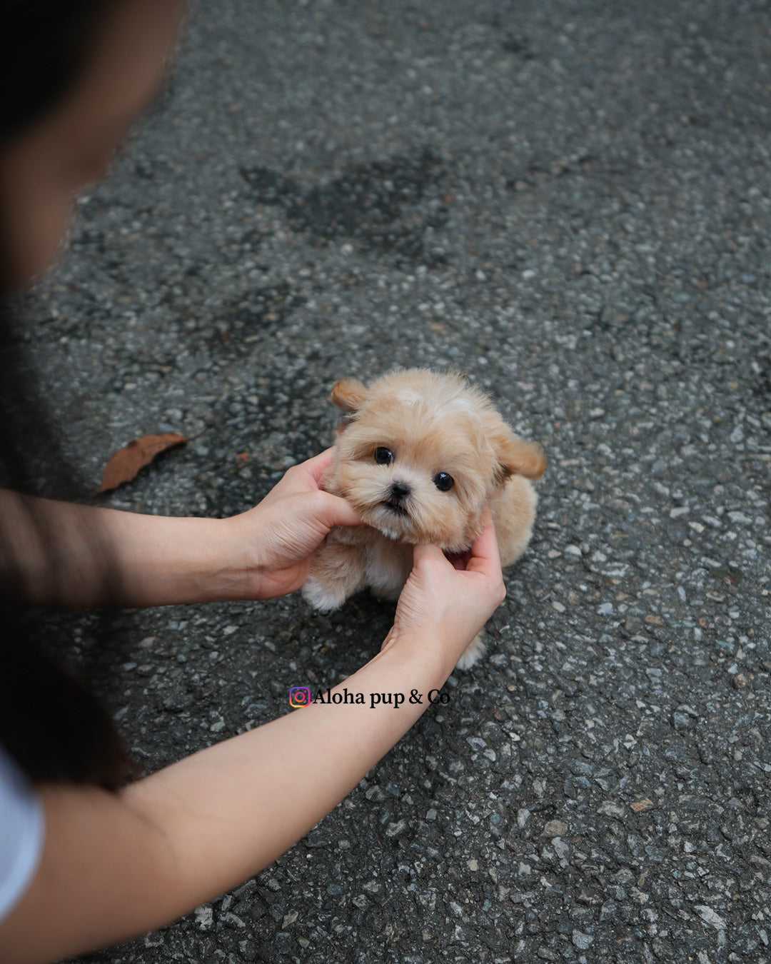 Paco [TEACUP MALTIPOO]