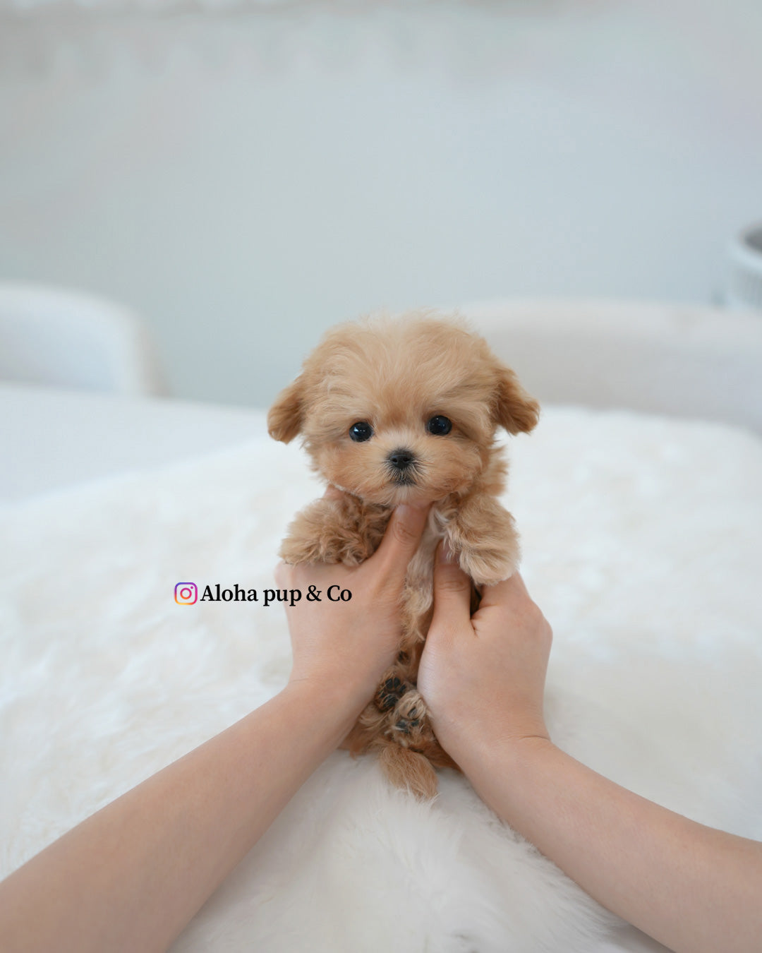 Moto [TEACUP MALTIPOO]