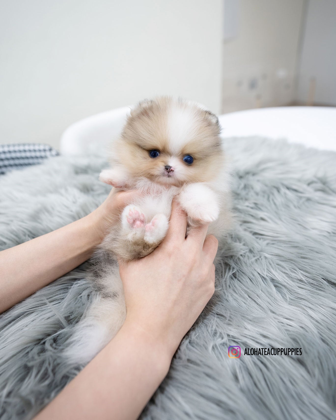 忠诚的[茶杯博美犬]