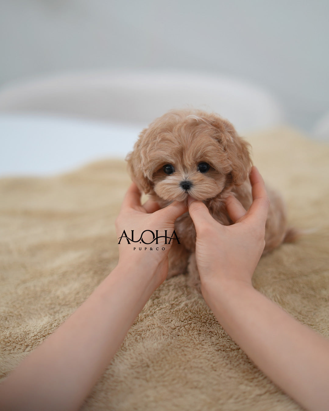 Joy [TEACUP MALTIPOO]