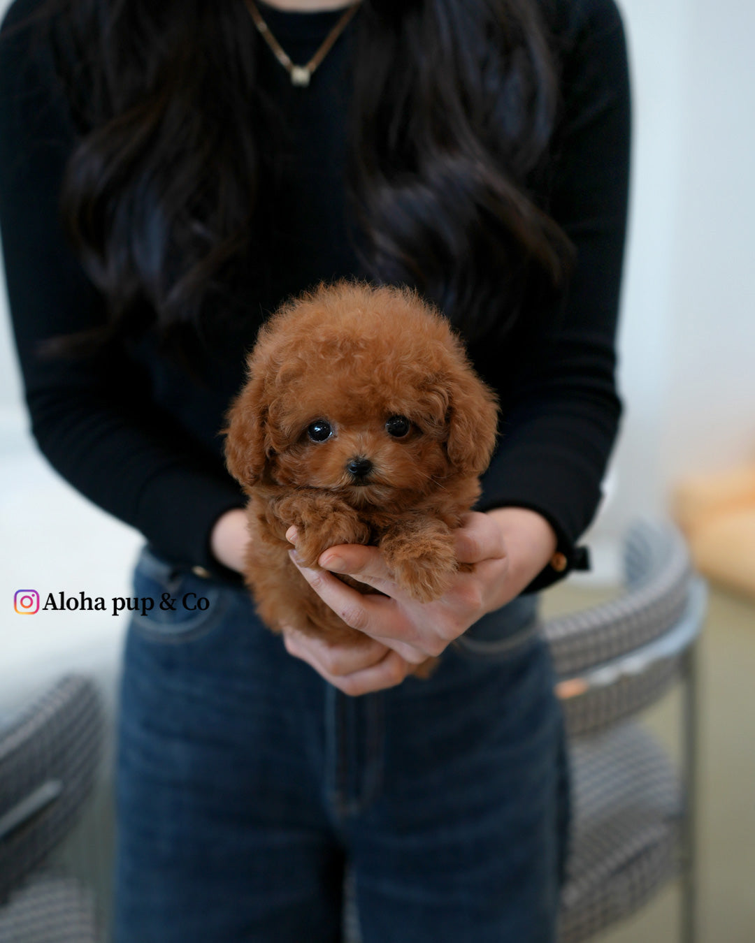 Maple [TEACUP MALTIPOO]
