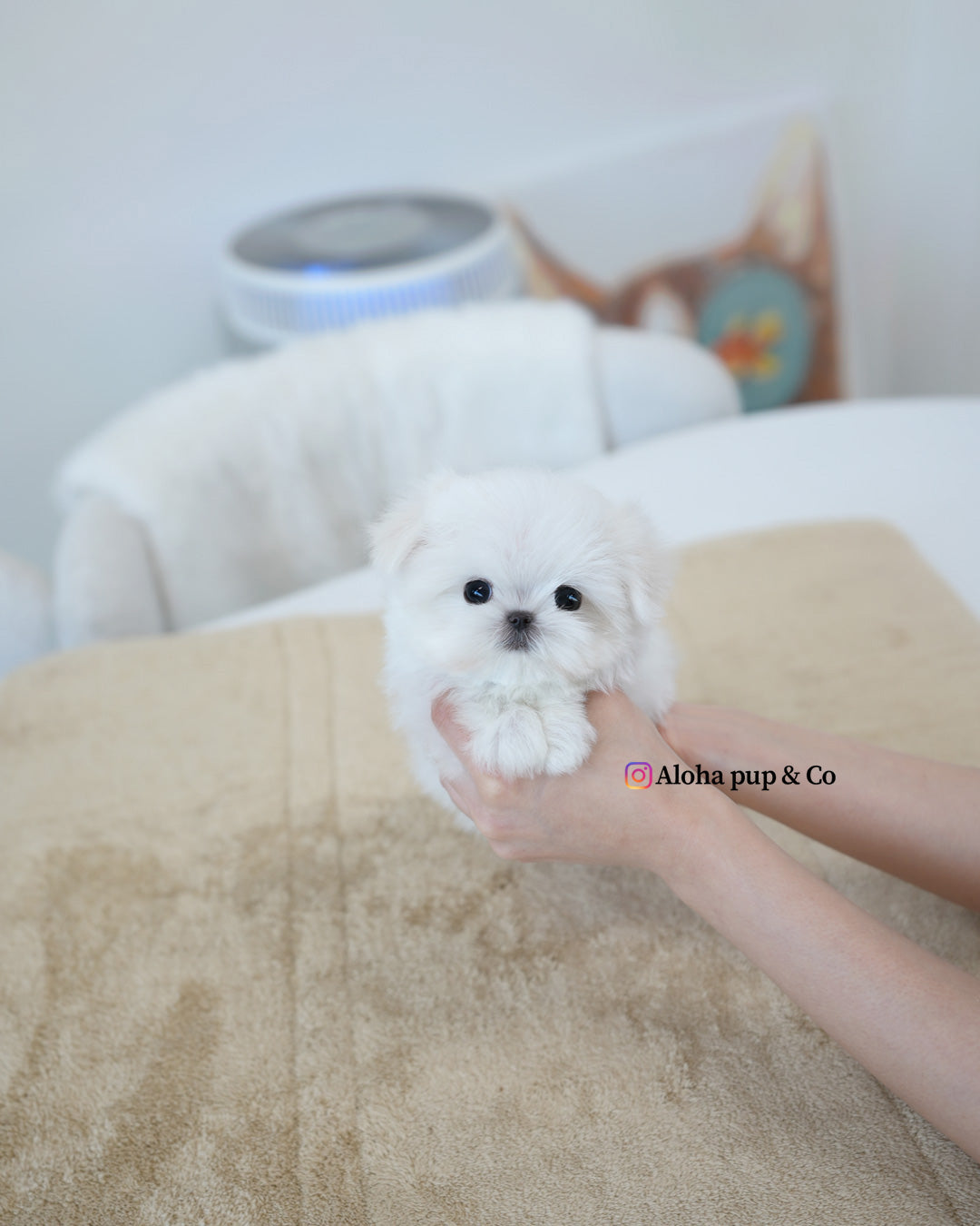 Reese [TEACUP MALTESE]