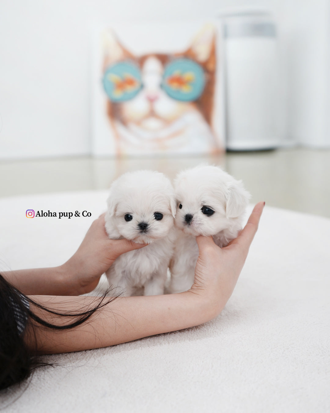 Daon [TEACUP MALTESE]