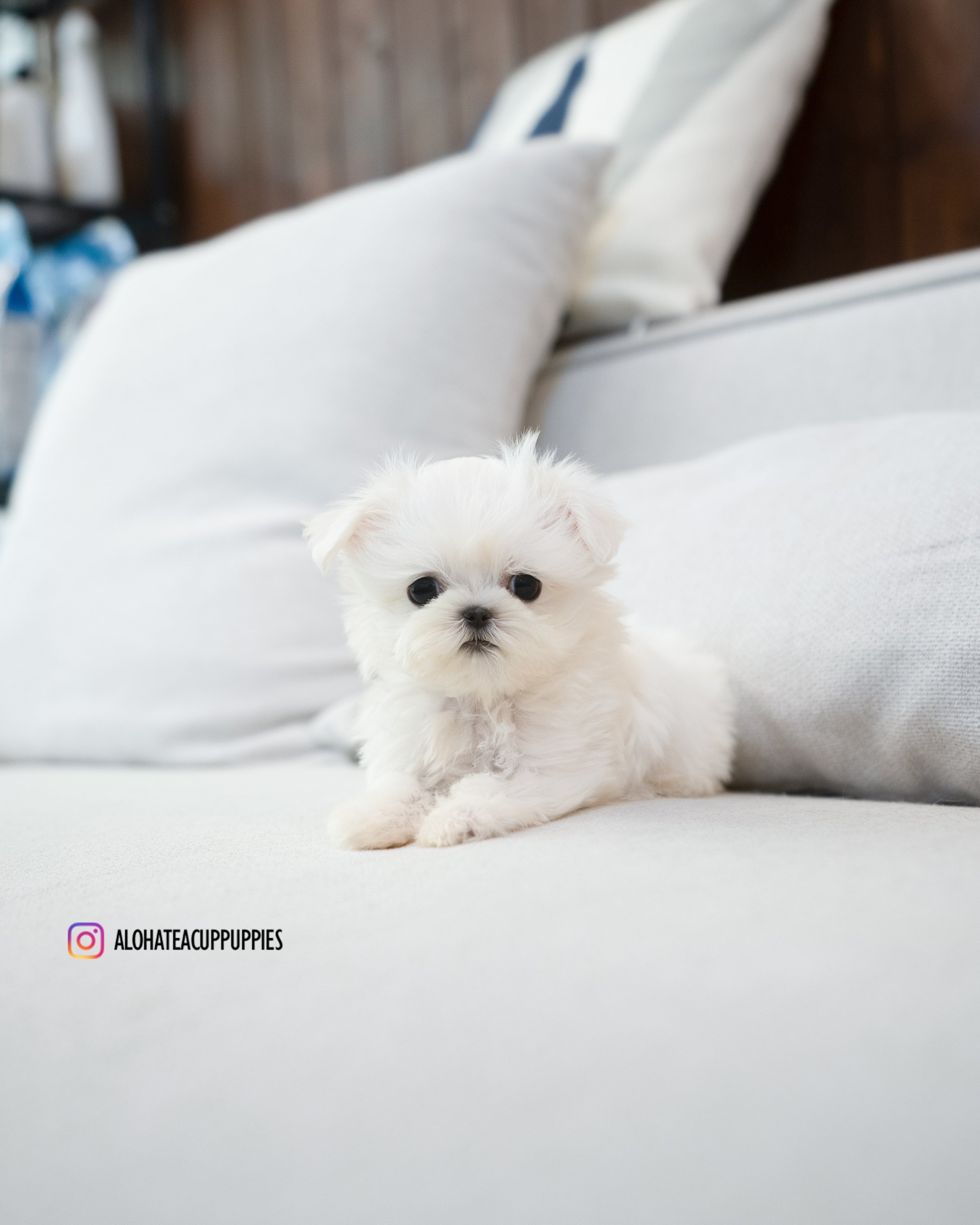 Eblin [TEACUP MALTESE]