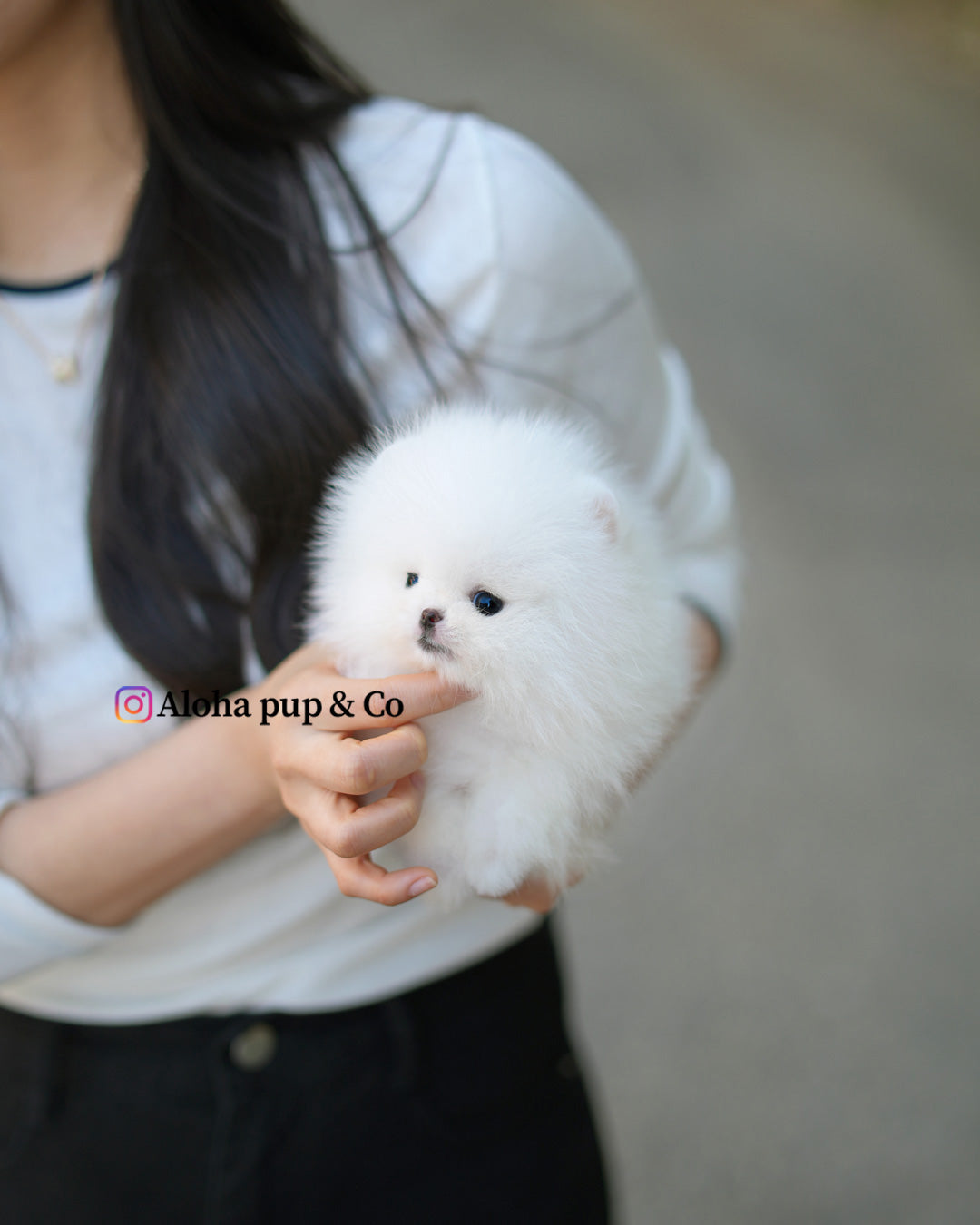薇薇安 [茶杯博美犬]