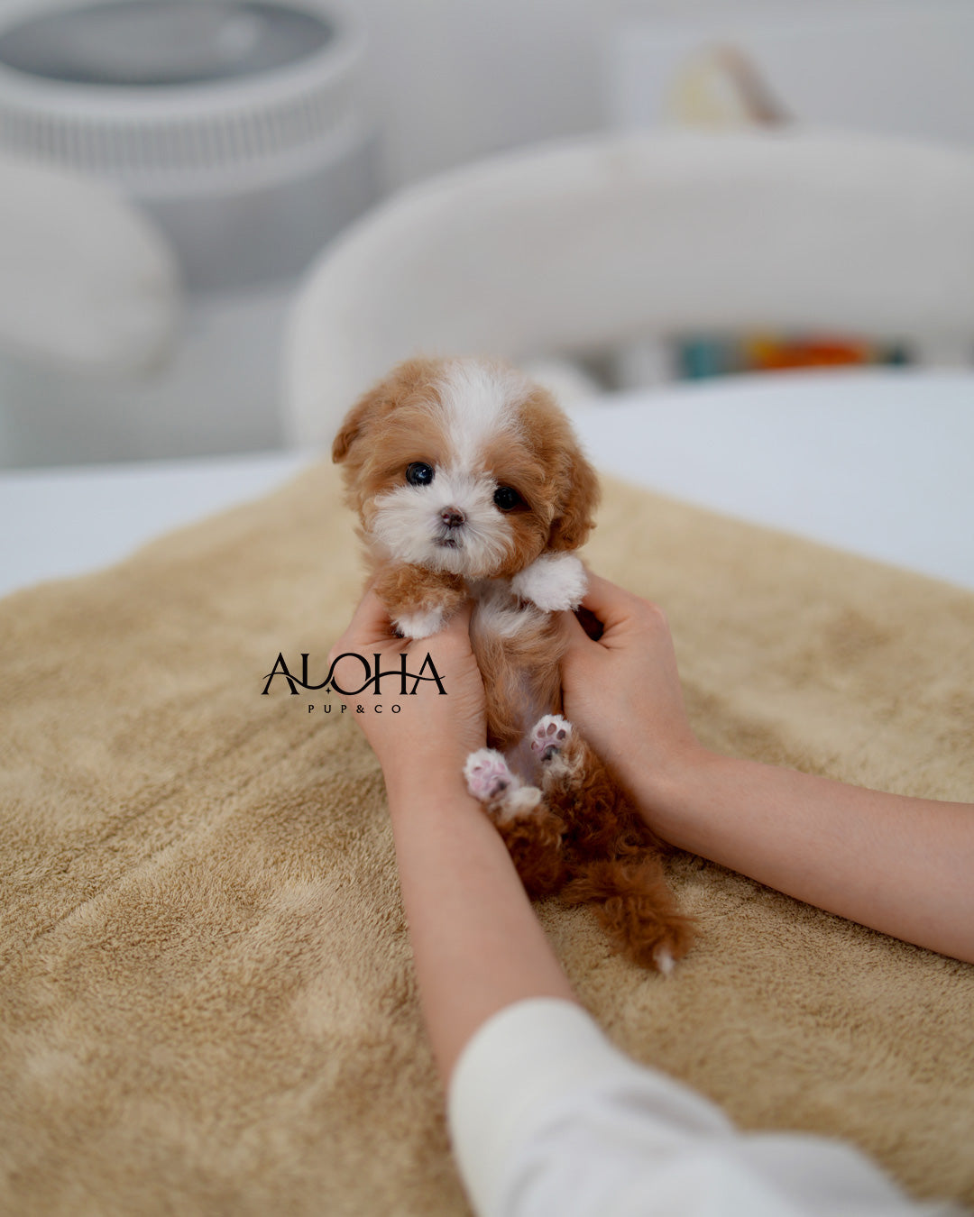 Molly [TEACUP MALTIPOO]