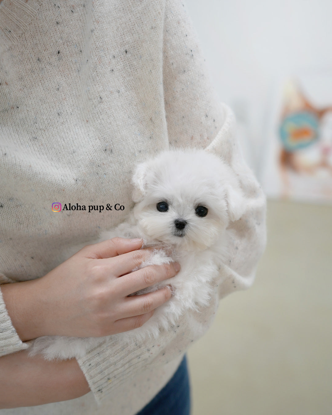 Pippo [TEACUP BICHON]