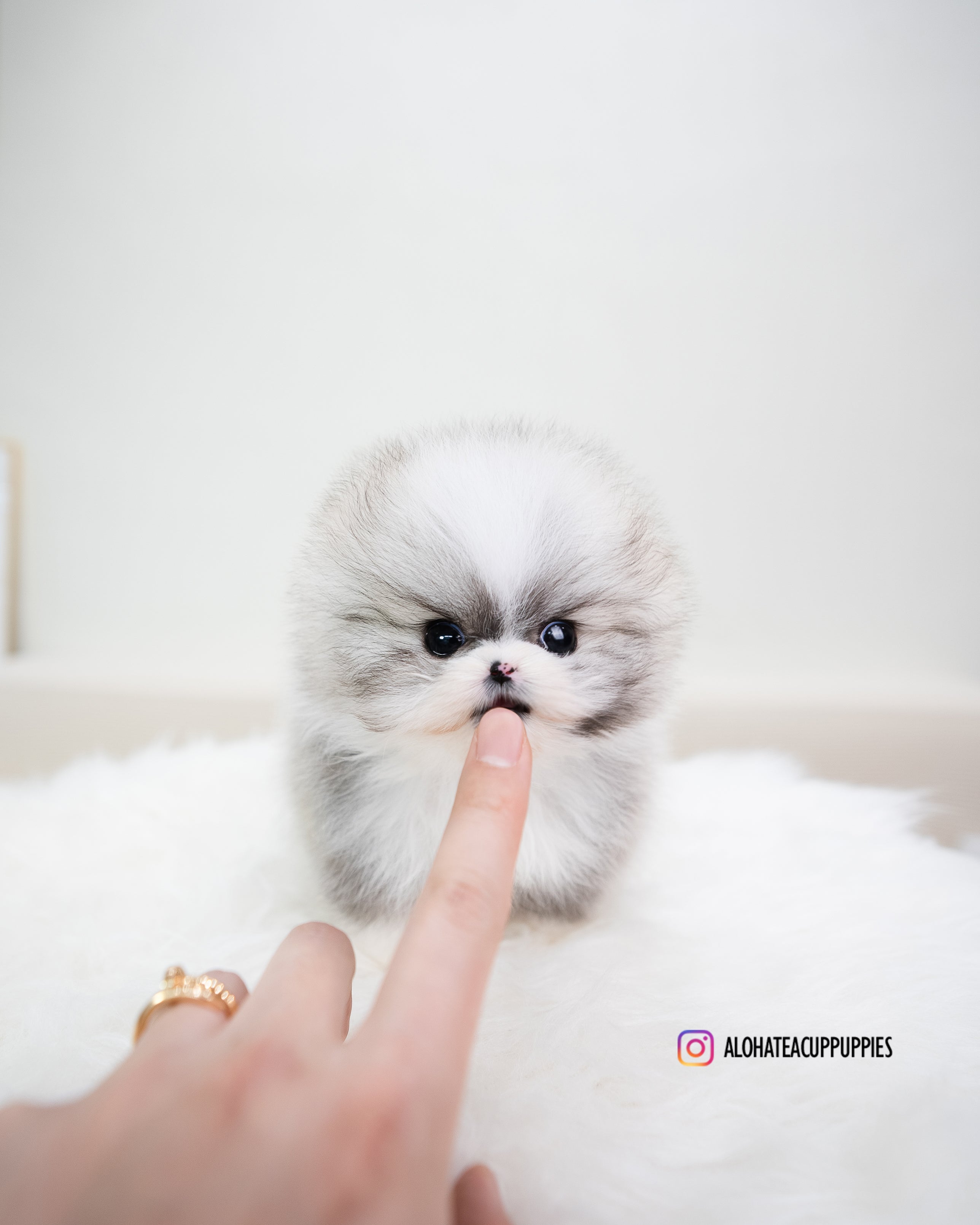 Toby [POMERANIA TAZA DE TÉ]