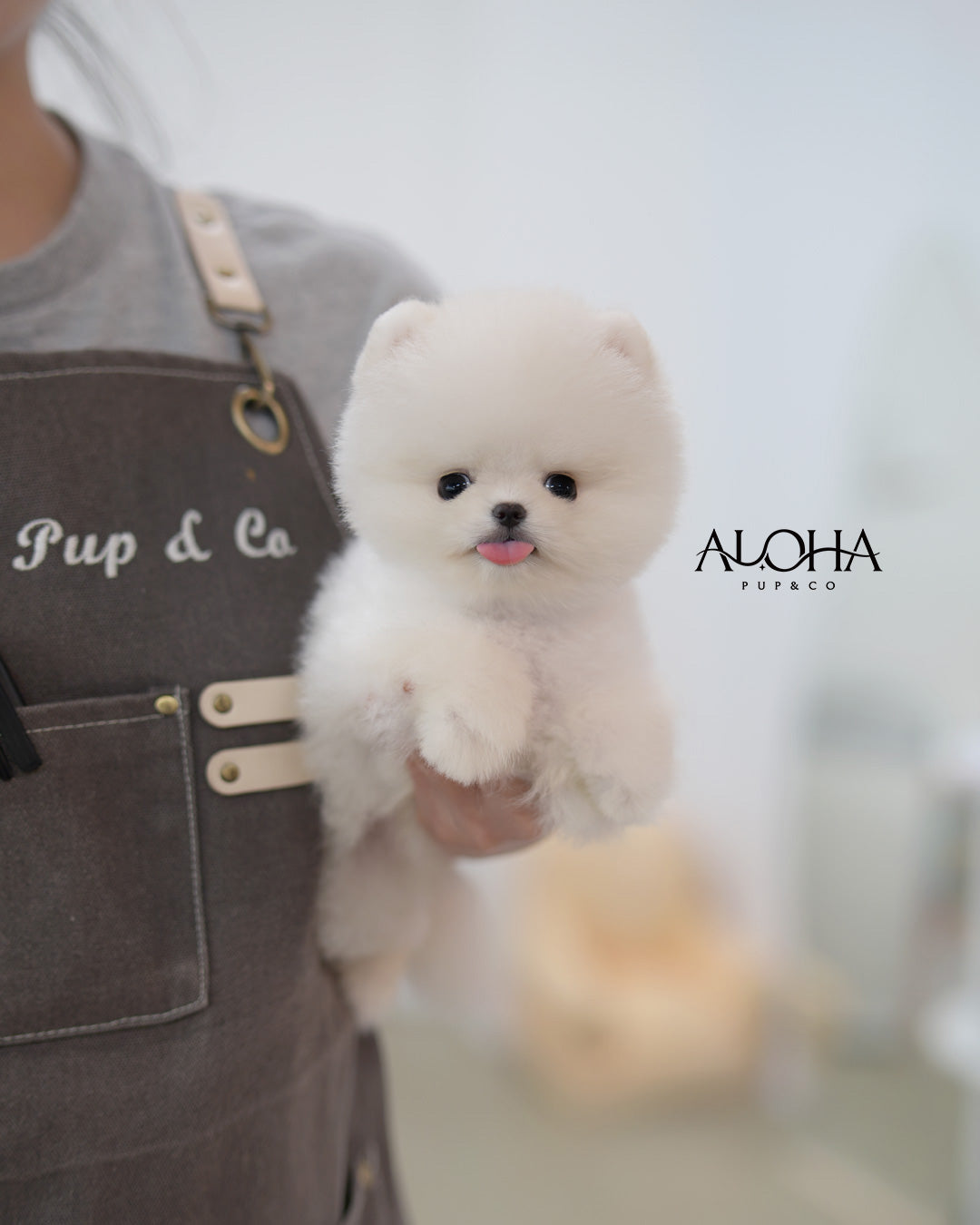 Tito [TEACUP POMERANIAN]