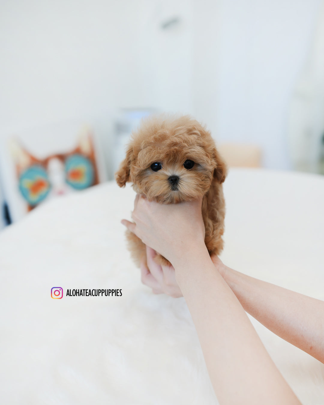 Ann [TEACUP MALTIPOO]