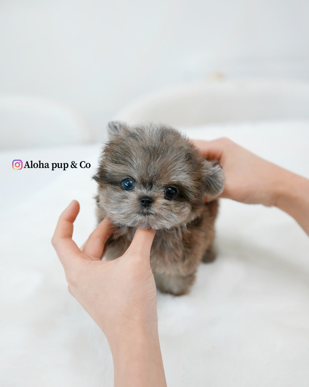 Denny [Maltipom MINI]