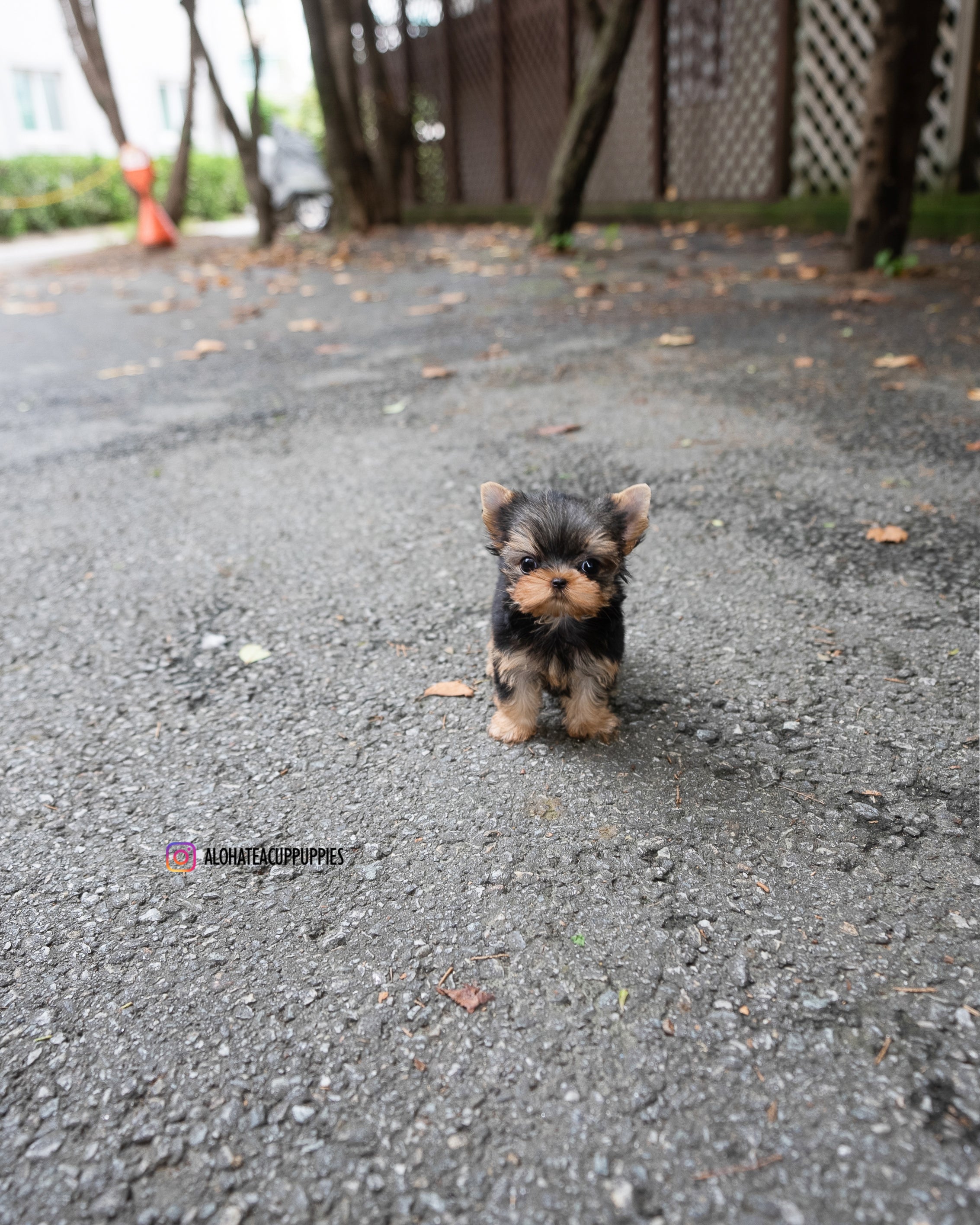 Pepsi [TEACUP YORKIE]