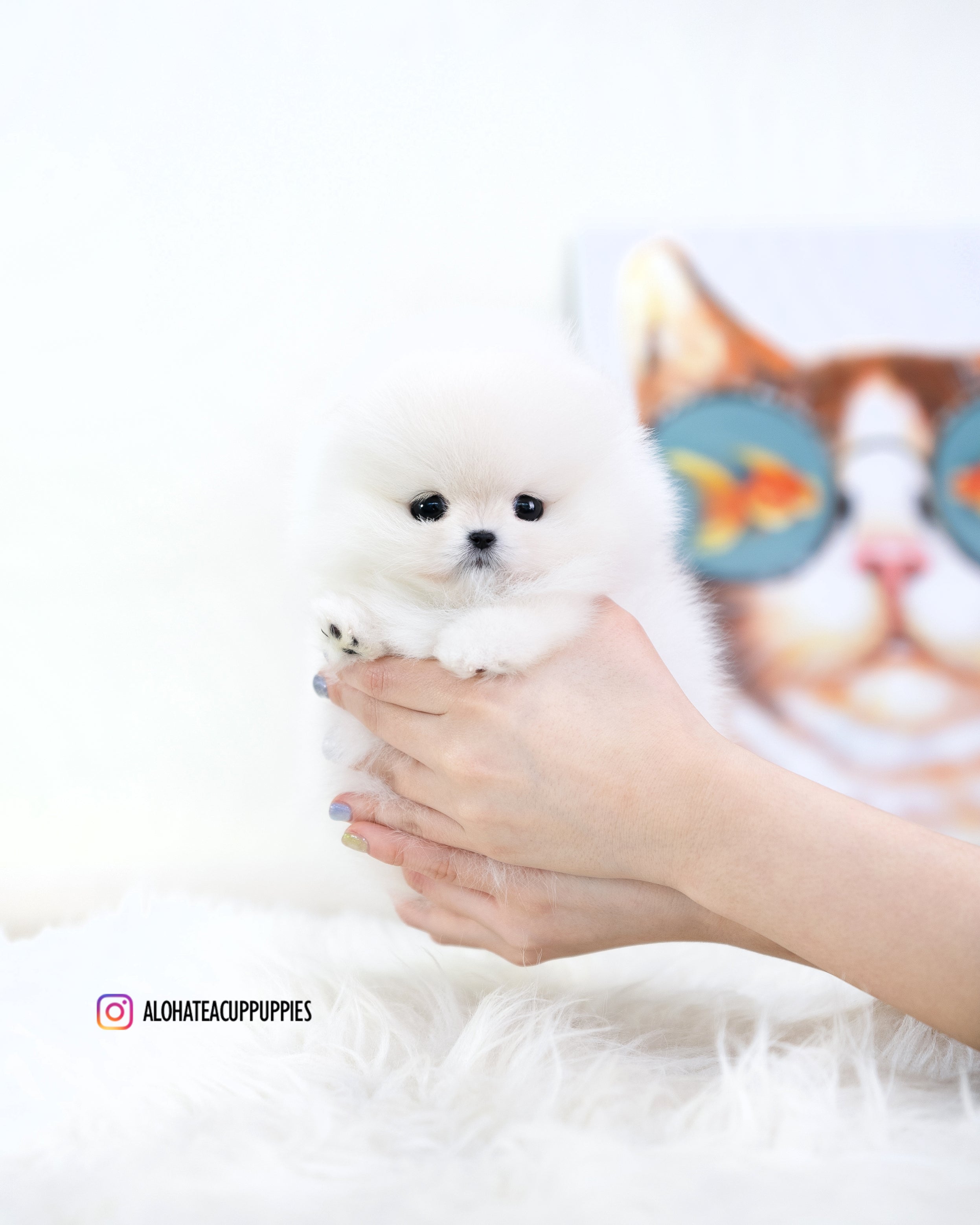 Zara [TEACUP POMERANIAN]