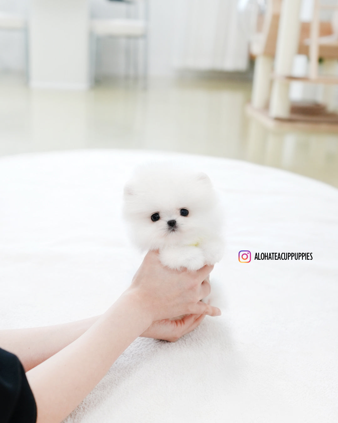 米洛 [茶杯博美犬]