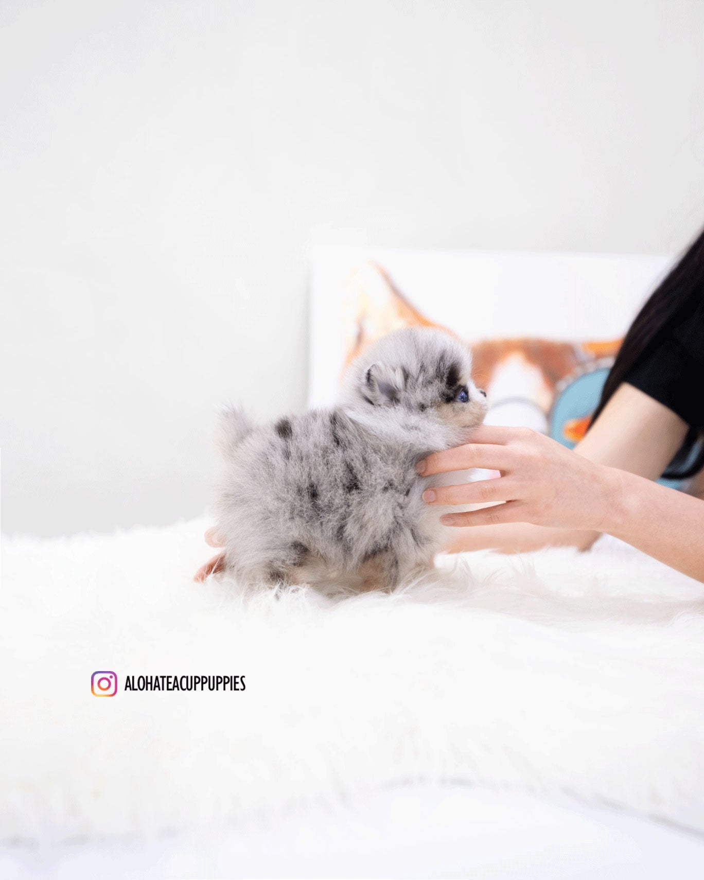 Moon [TEACUP POMERANIAN]