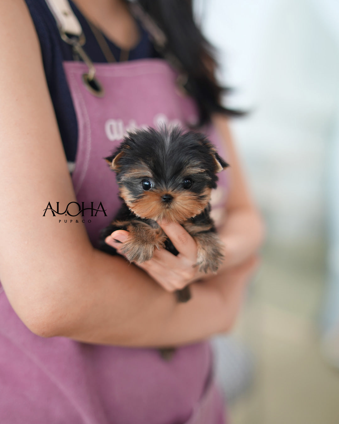 Amber [Teacup Yorkie]