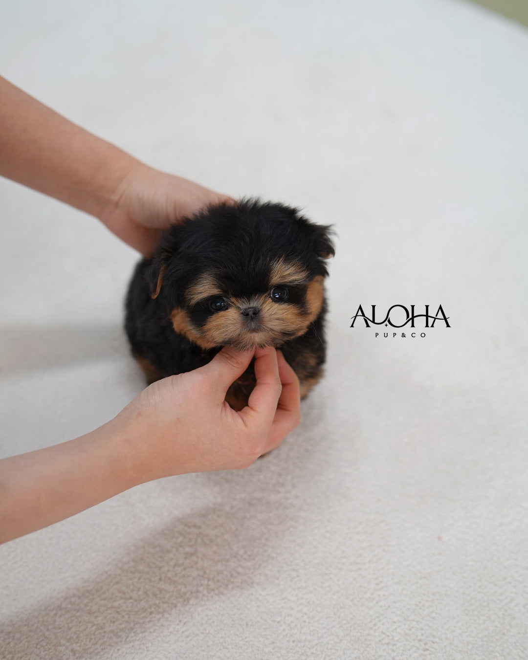 Cola [TEACUP MALTIPOO]